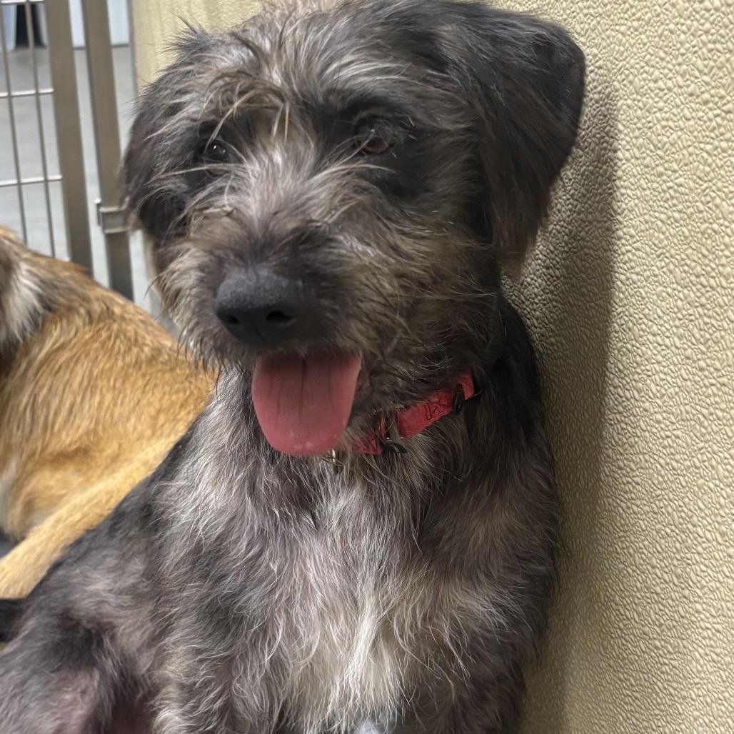 Enlarge Riley(BAS), a Adoptable mixed breed in Lenoir, NC image 1/6