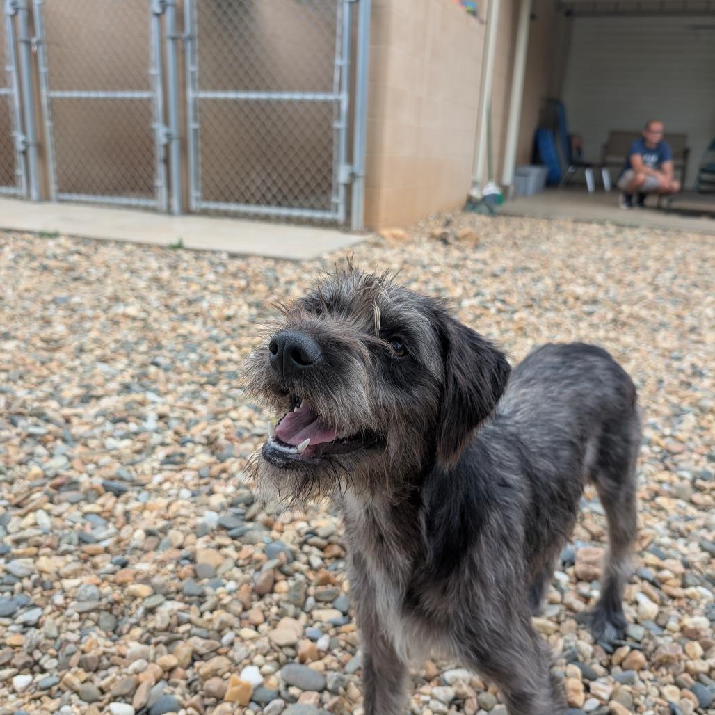Enlarge Riley(BAS), a Adoptable mixed breed in Lenoir, NC image 2/6
