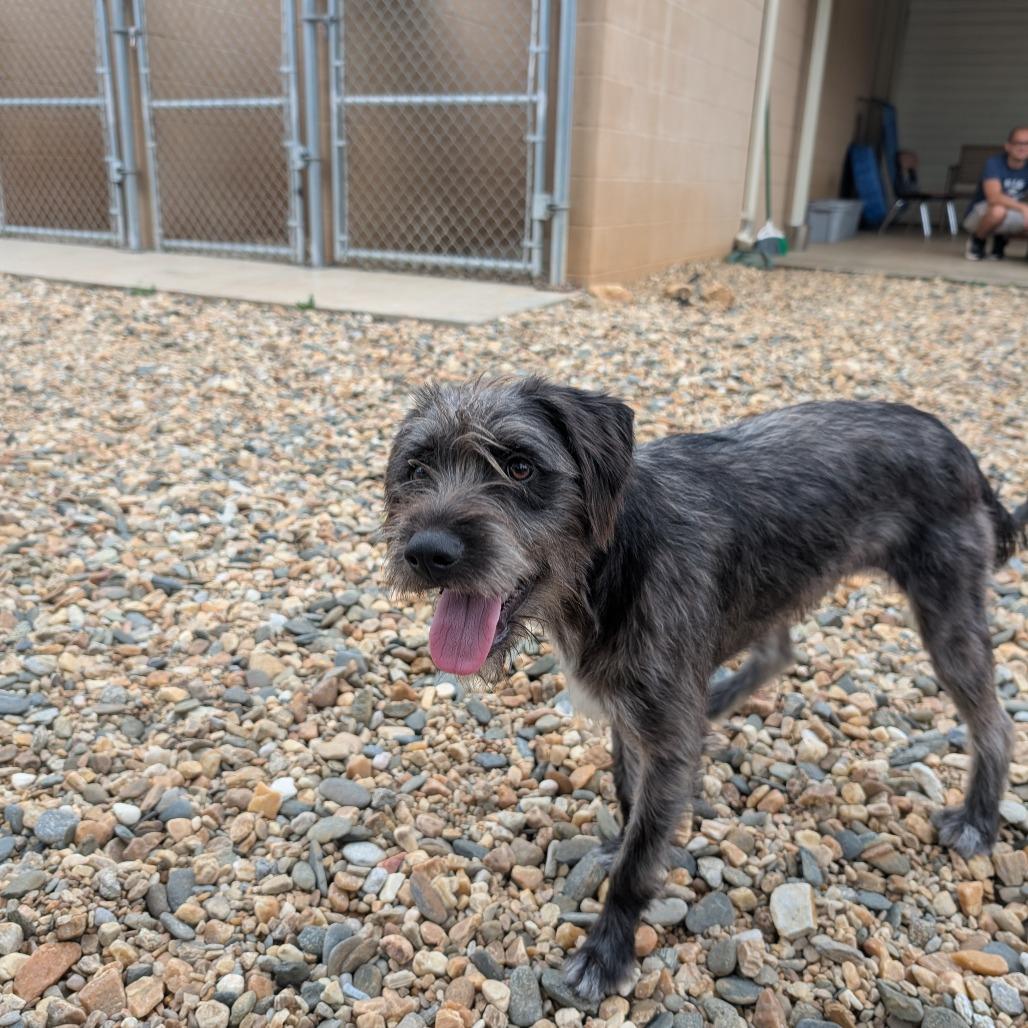 Enlarge Riley(BAS), a Adoptable mixed breed in Lenoir, NC image 3/6