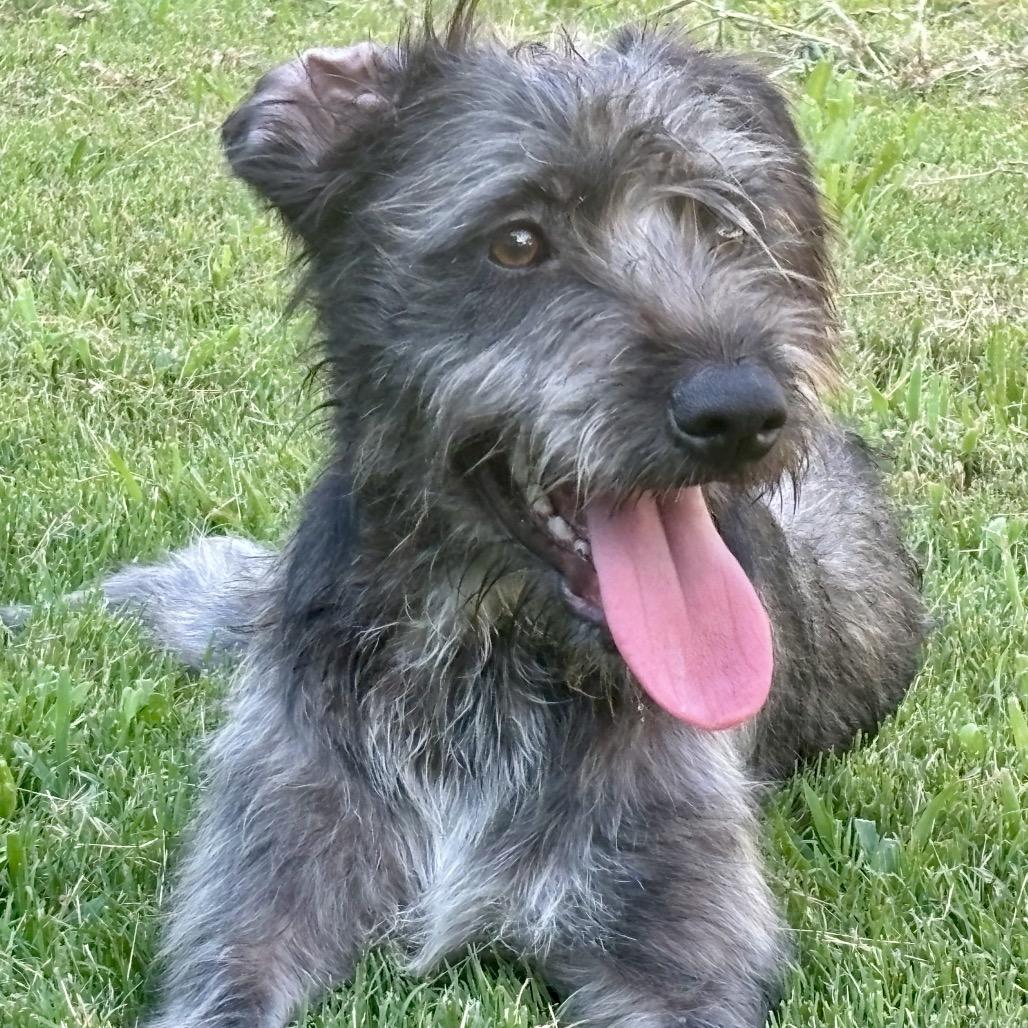 Enlarge Riley(BAS), a Adoptable mixed breed in Lenoir, NC image 4/6