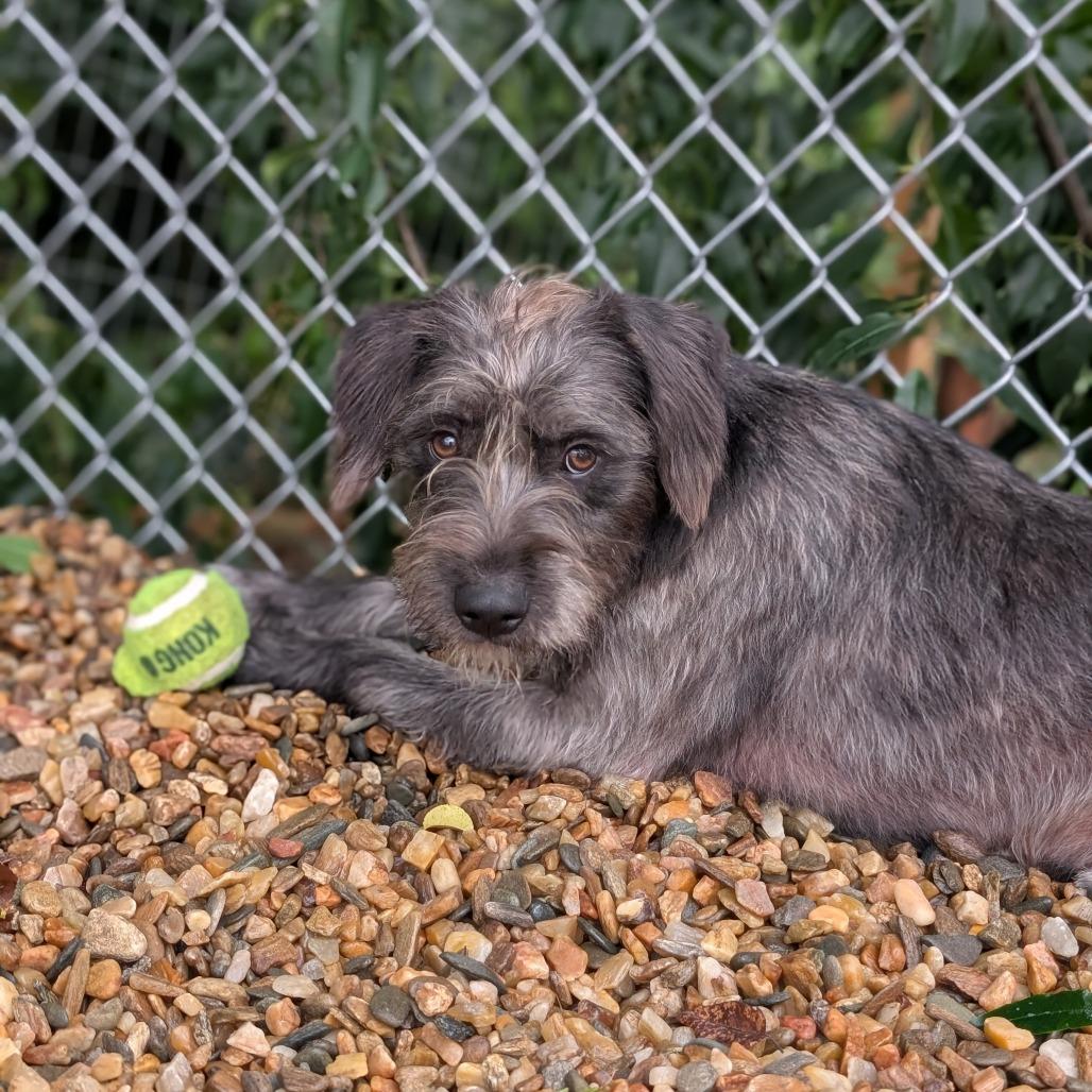Enlarge Riley(BAS), a Adoptable mixed breed in Lenoir, NC image 5/6