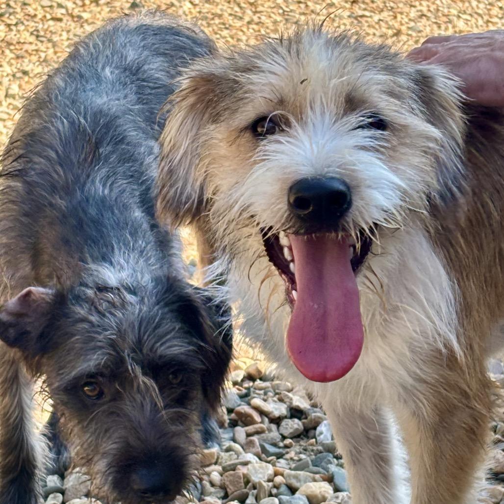 Enlarge Riley(BAS), a Adoptable mixed breed in Lenoir, NC image 6/6