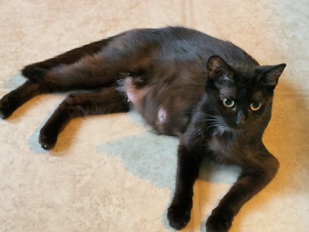 Mama, Adoptable, Adult Female Domestic Short Hair.