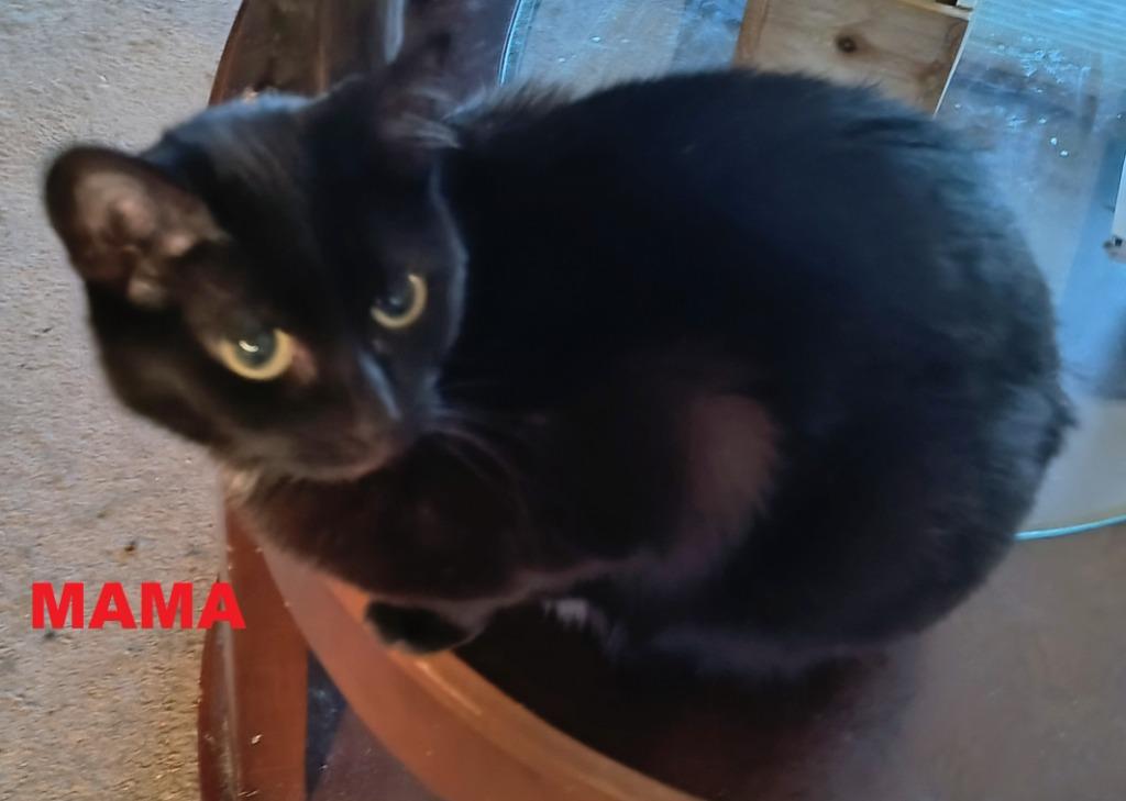 Enlarge Mama, a Adoptable mixed breed in Owatonna, MN image 2/4