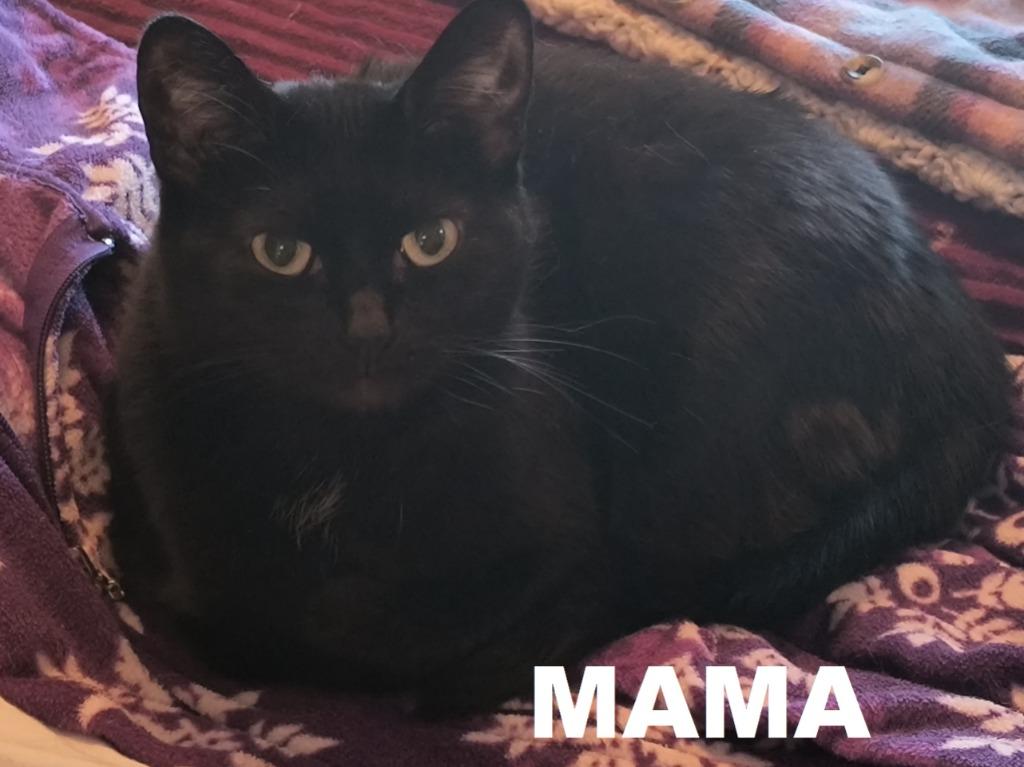Mama, Adoptable, Adult Female Domestic Short Hair.