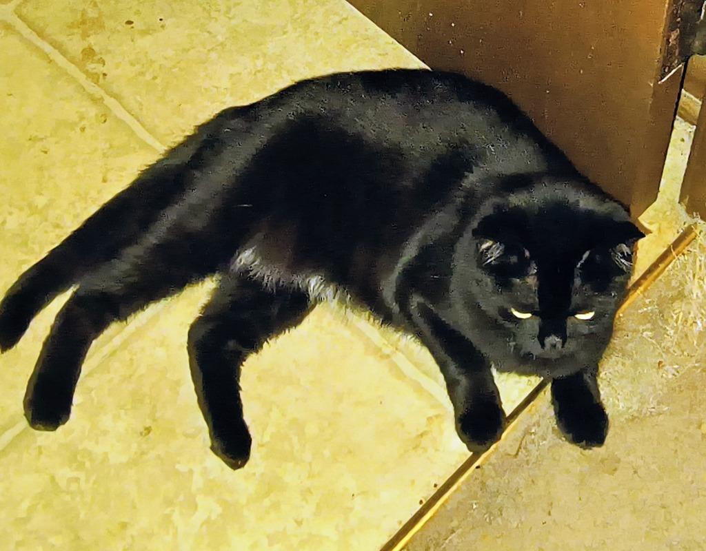 Enlarge Mama, a Adoptable mixed breed in Owatonna, MN image 2/5