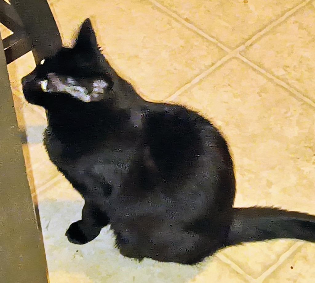 Enlarge Mama, a Adoptable mixed breed in Owatonna, MN image 3/4