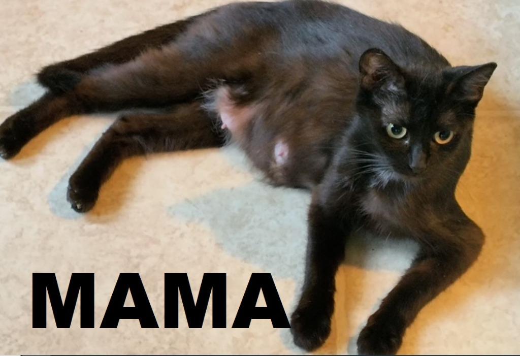 Enlarge Mama, a Adoptable mixed breed in Owatonna, MN image 5/5