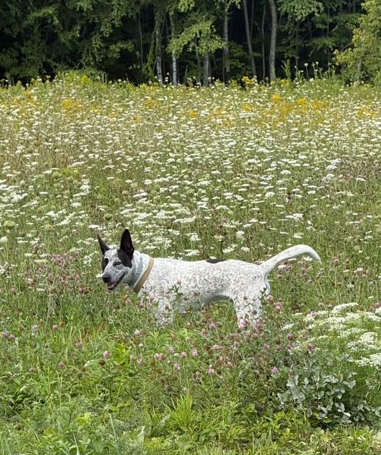 Enlarge Banjo - Local Sweet, a Adoptable mixed breed in Andover, MA image 6/6