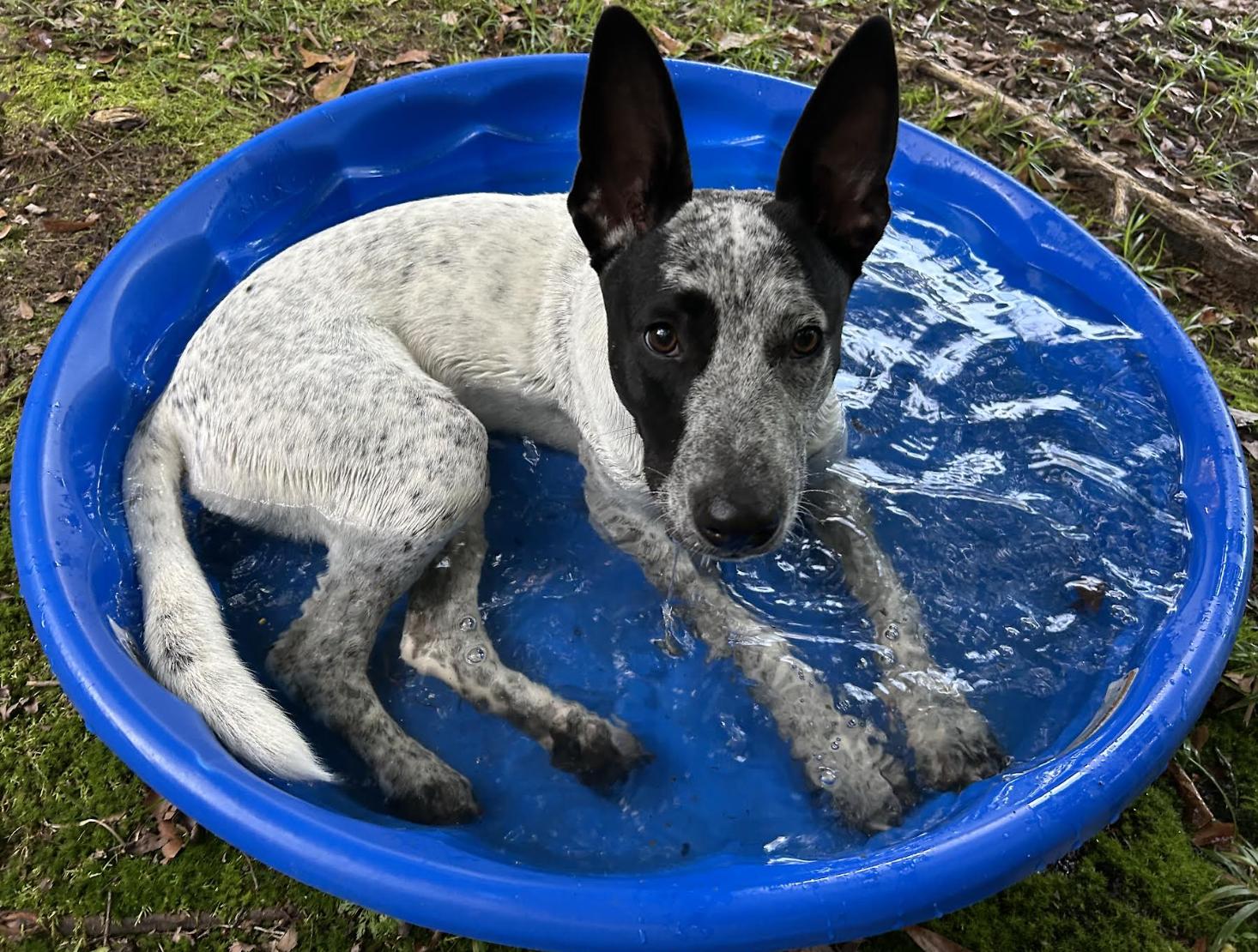 Enlarge Banjo - Local Sweet, a Adoptable mixed breed in Andover, MA image 5/6