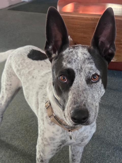 Enlarge Banjo - Local Sweet, a Adoptable mixed breed in Andover, MA image 1/6