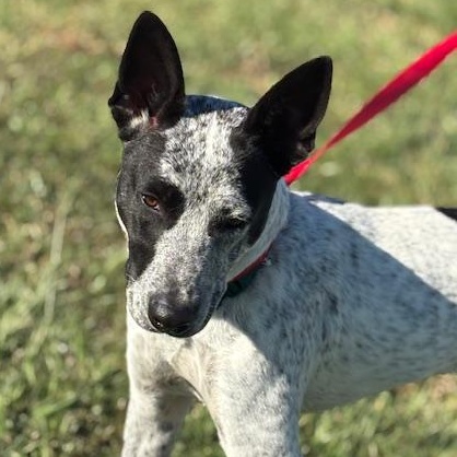 Enlarge Banjo - Local Sweet, a Adoptable mixed breed in Andover, MA image 3/6