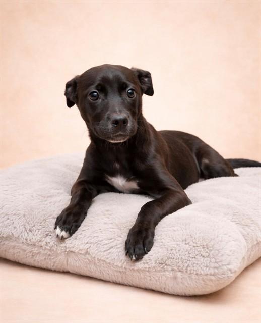 FLAKES, Adoptable, Puppy Female Feist & Pit Bull Terrier.