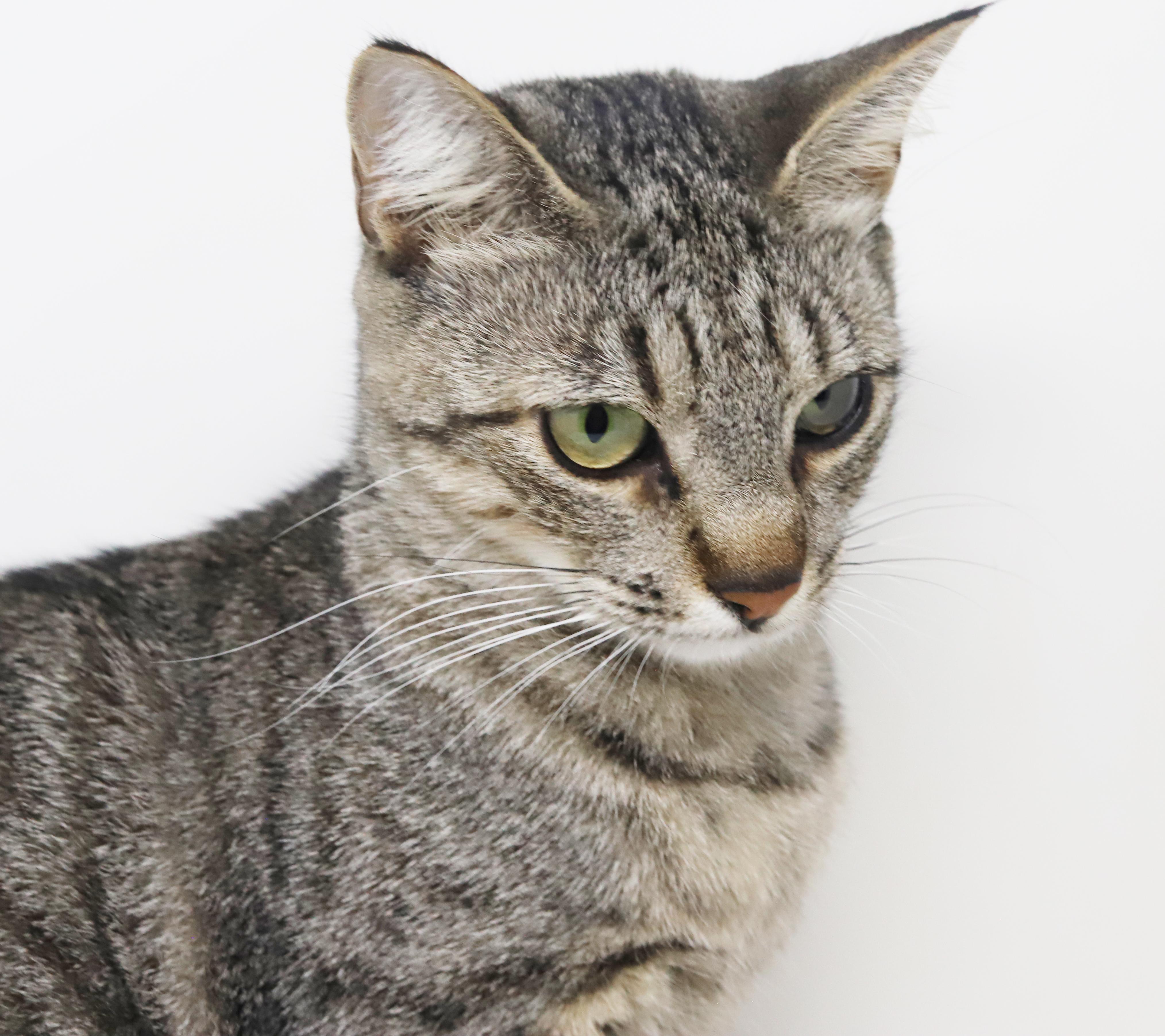 Enlarge Darling is a DARLING polka dotted love bug!   Way more epic and prettier than any photo!, a Adoptable mixed breed in Bedford Hills, NY image 4/6