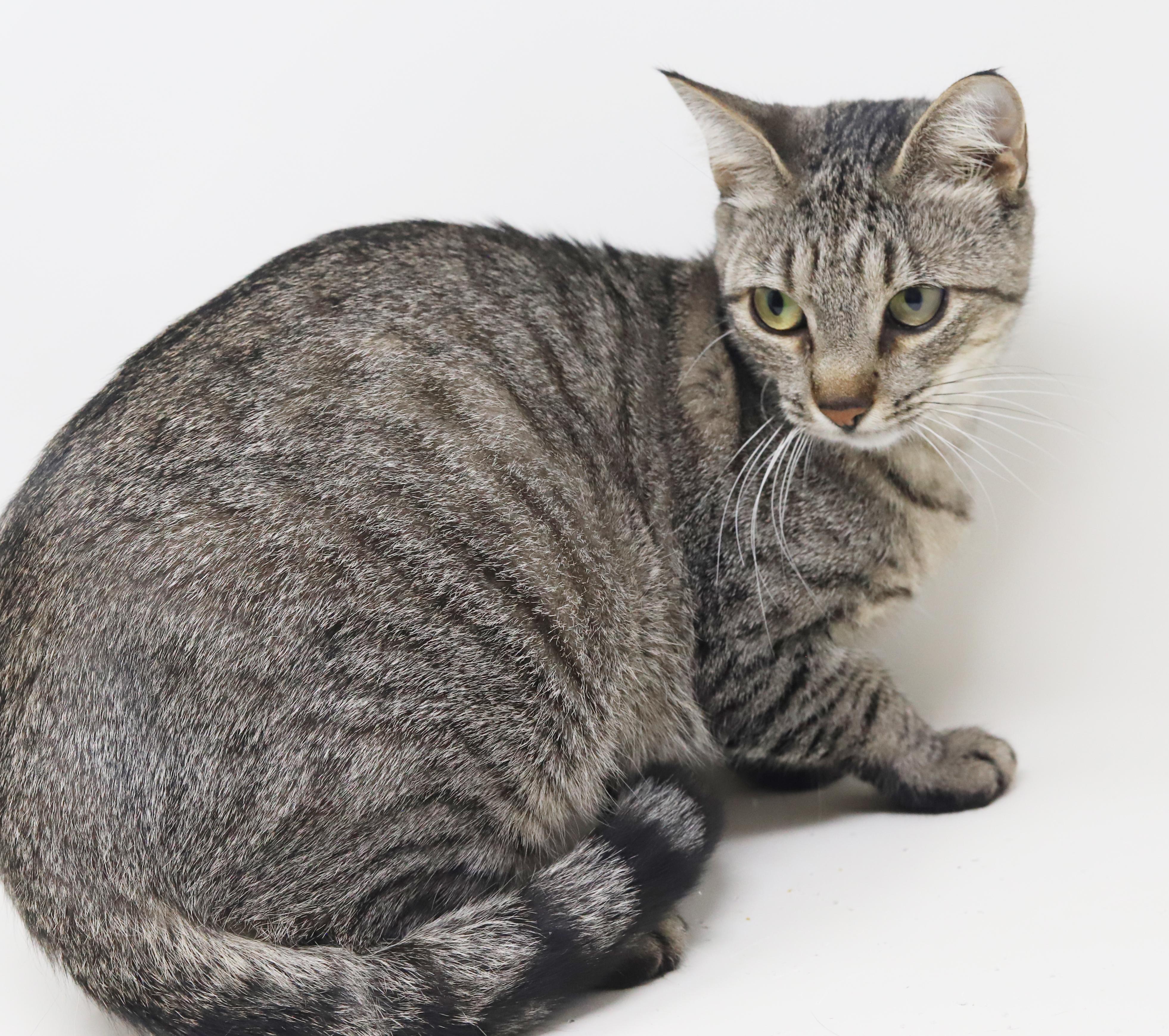 Enlarge Darling is a DARLING polka dotted love bug!   Way more epic and prettier than any photo!, a Adoptable mixed breed in Bedford Hills, NY image 6/6