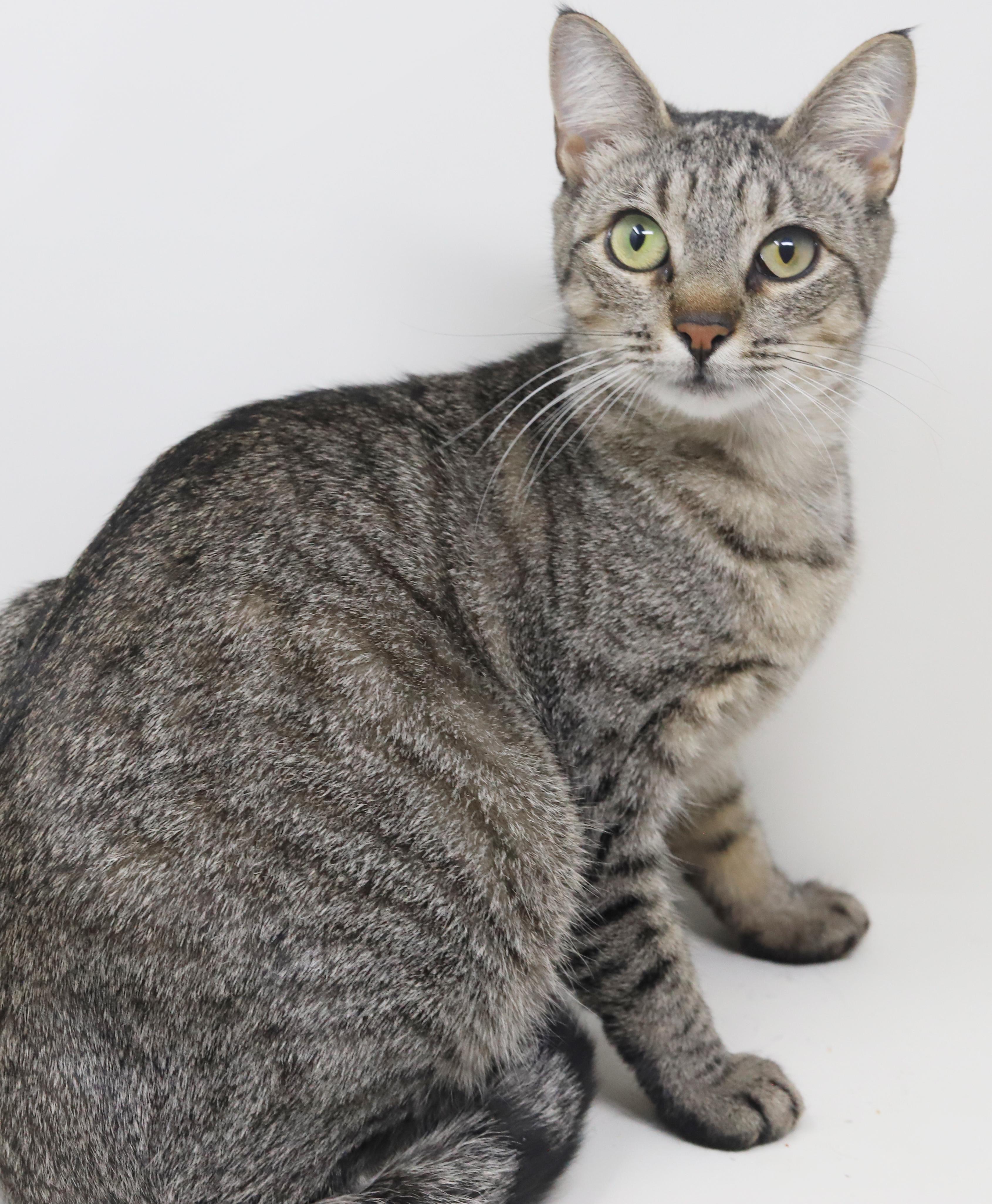 Enlarge Darling is a DARLING polka dotted love bug!   Way more epic and prettier than any photo!, a Adoptable mixed breed in Bedford Hills, NY image 1/6