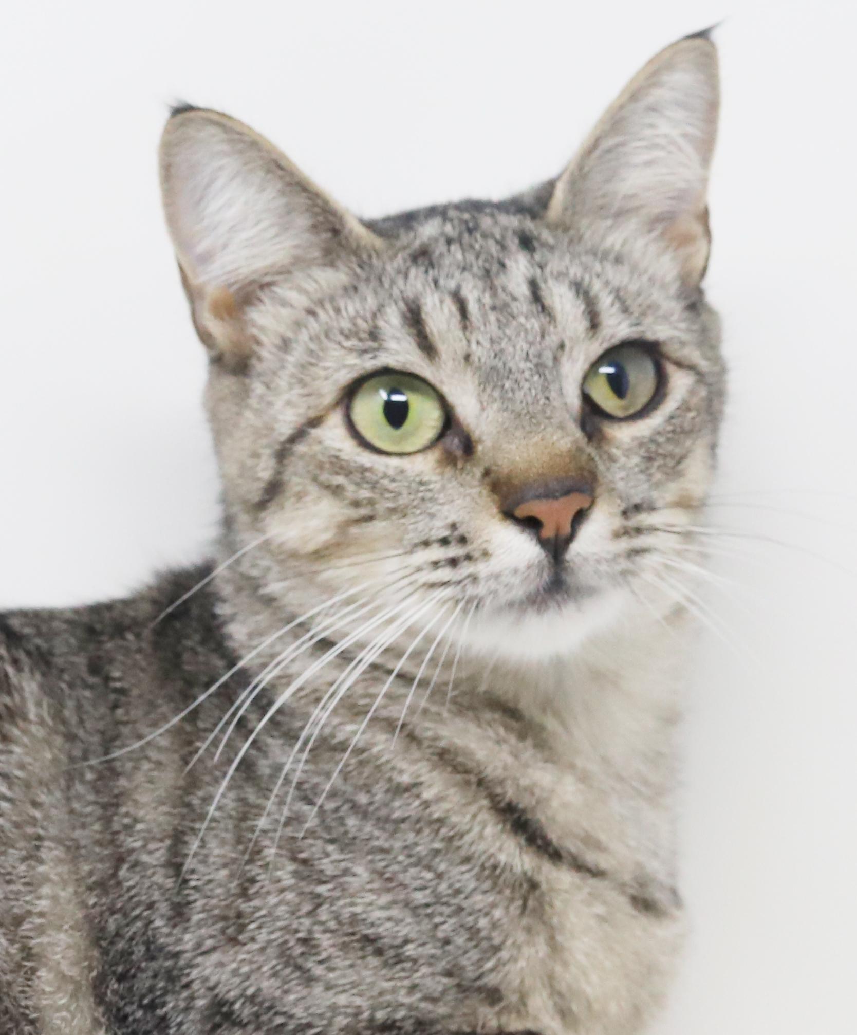 Enlarge Darling is a DARLING polka dotted love bug!   Way more epic and prettier than any photo!, a Adoptable mixed breed in Bedford Hills, NY image 2/6