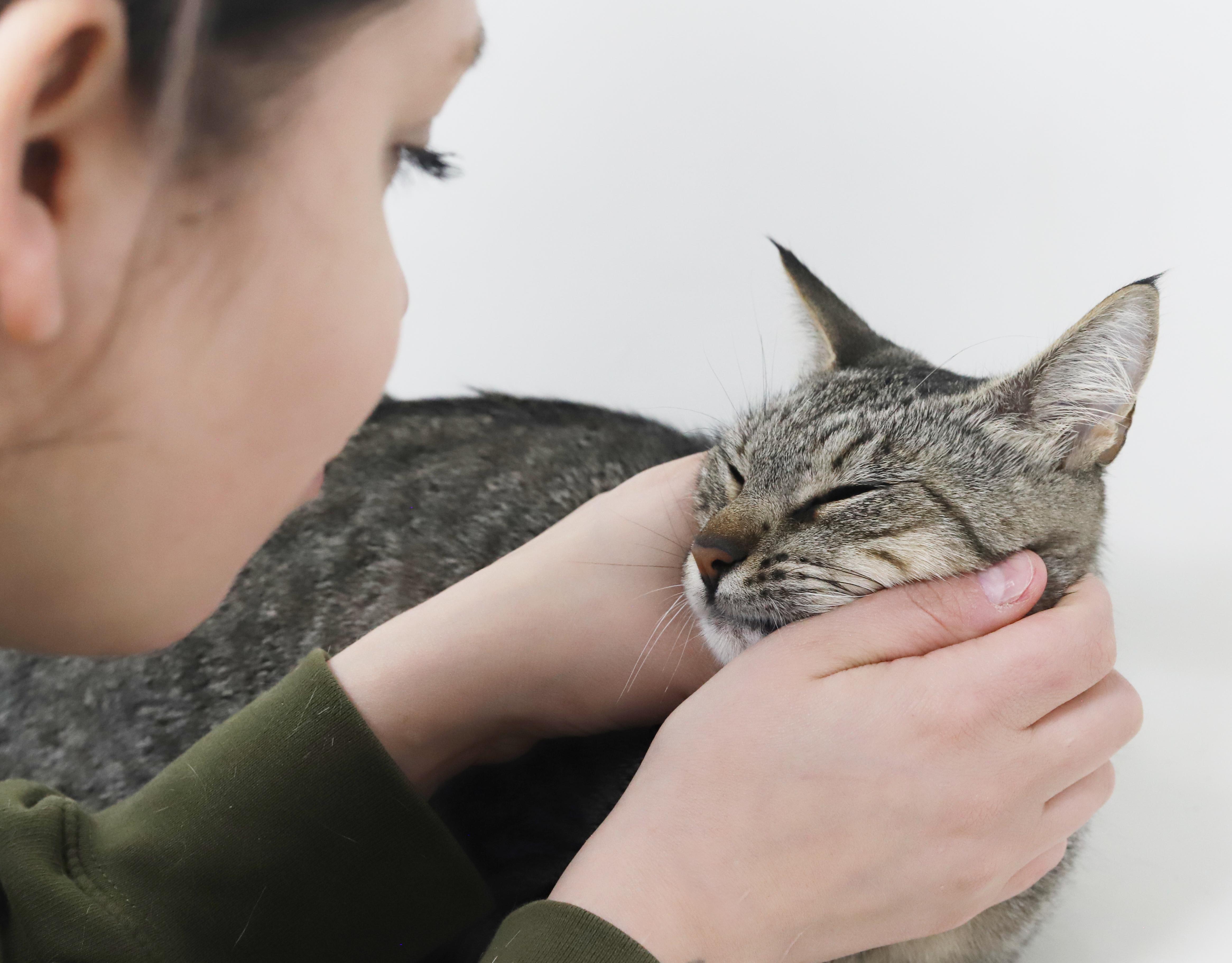 Enlarge Darling is a DARLING polka dotted love bug!   Way more epic and prettier than any photo!, a Adoptable mixed breed in Bedford Hills, NY image 5/6