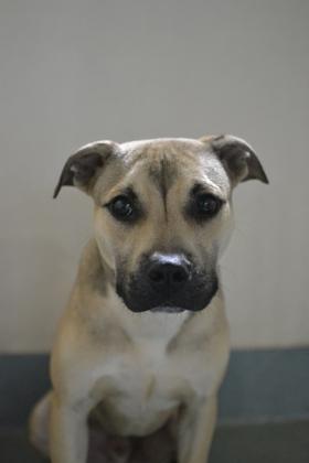 Aries (Underdog), Adoptable, Puppy Male Pit Bull Terrier & Mixed Breed.
