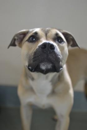 Enlarge Aries (Underdog), a Adoptable mixed breed in New Orleans, LA image 2/3