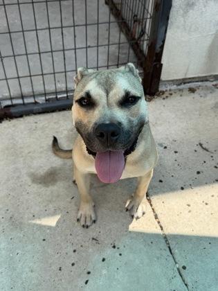 Enlarge Aries (Underdog), a Adoptable mixed breed in New Orleans, LA image 3/3