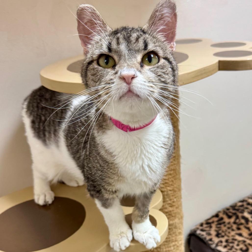 Enlarge Harlequin, a Adoptable mixed breed in Lakeland, FL image 1/2