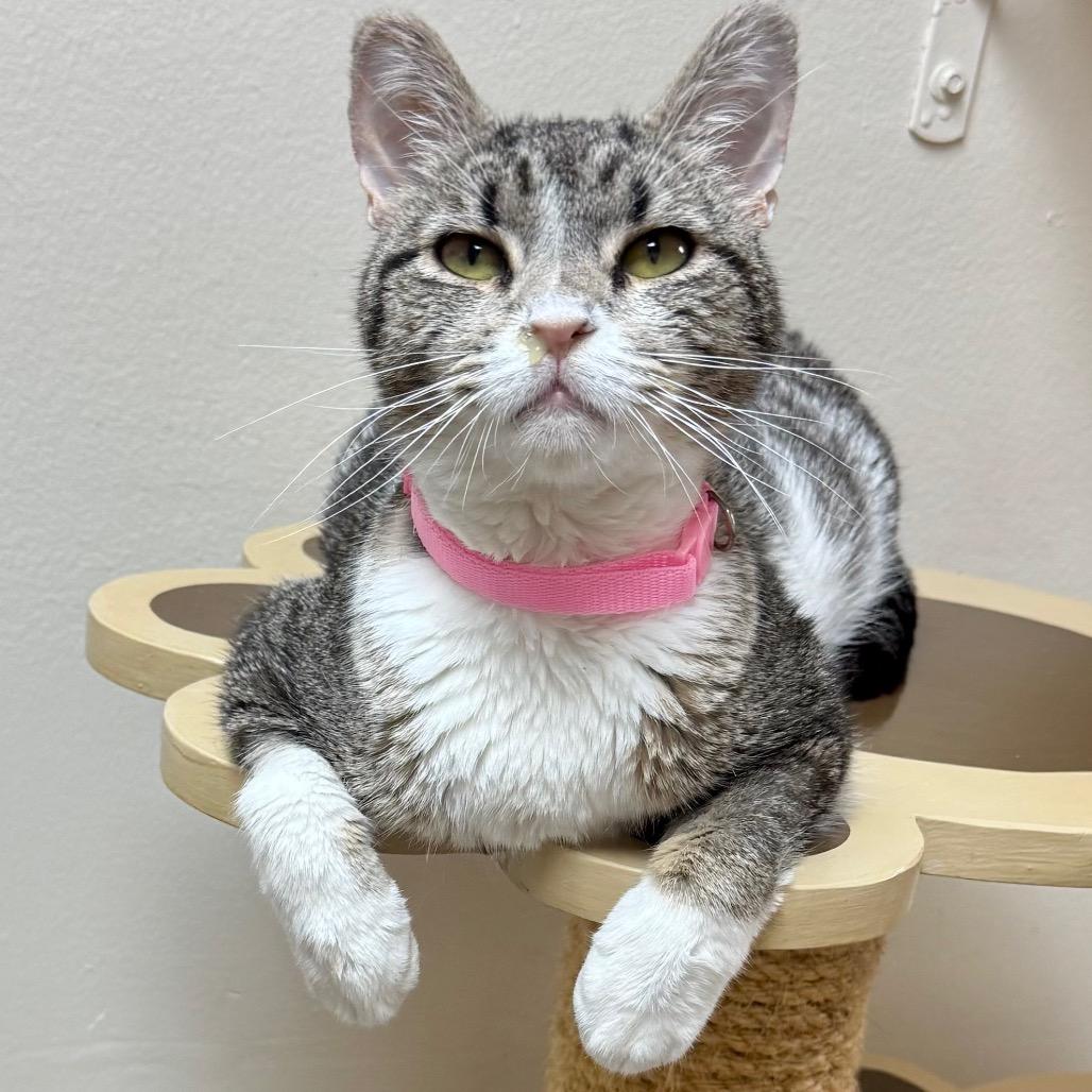 Enlarge Harlequin, a Adoptable mixed breed in Lakeland, FL image 2/2