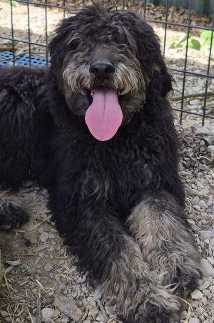 Black Jack, adopted, Puppy Male Labradoodle.