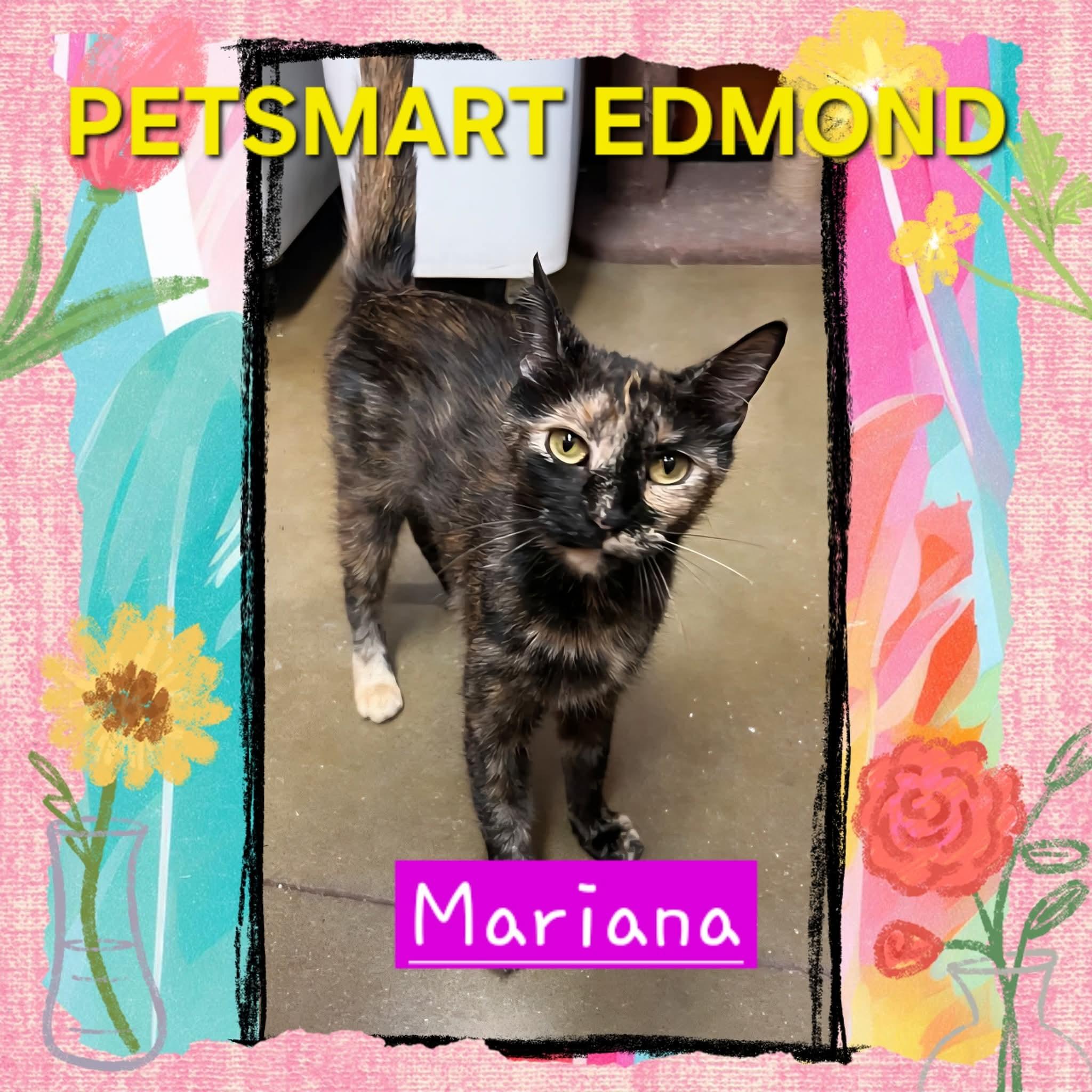 Tulip, Adopted, Young Female Calico.