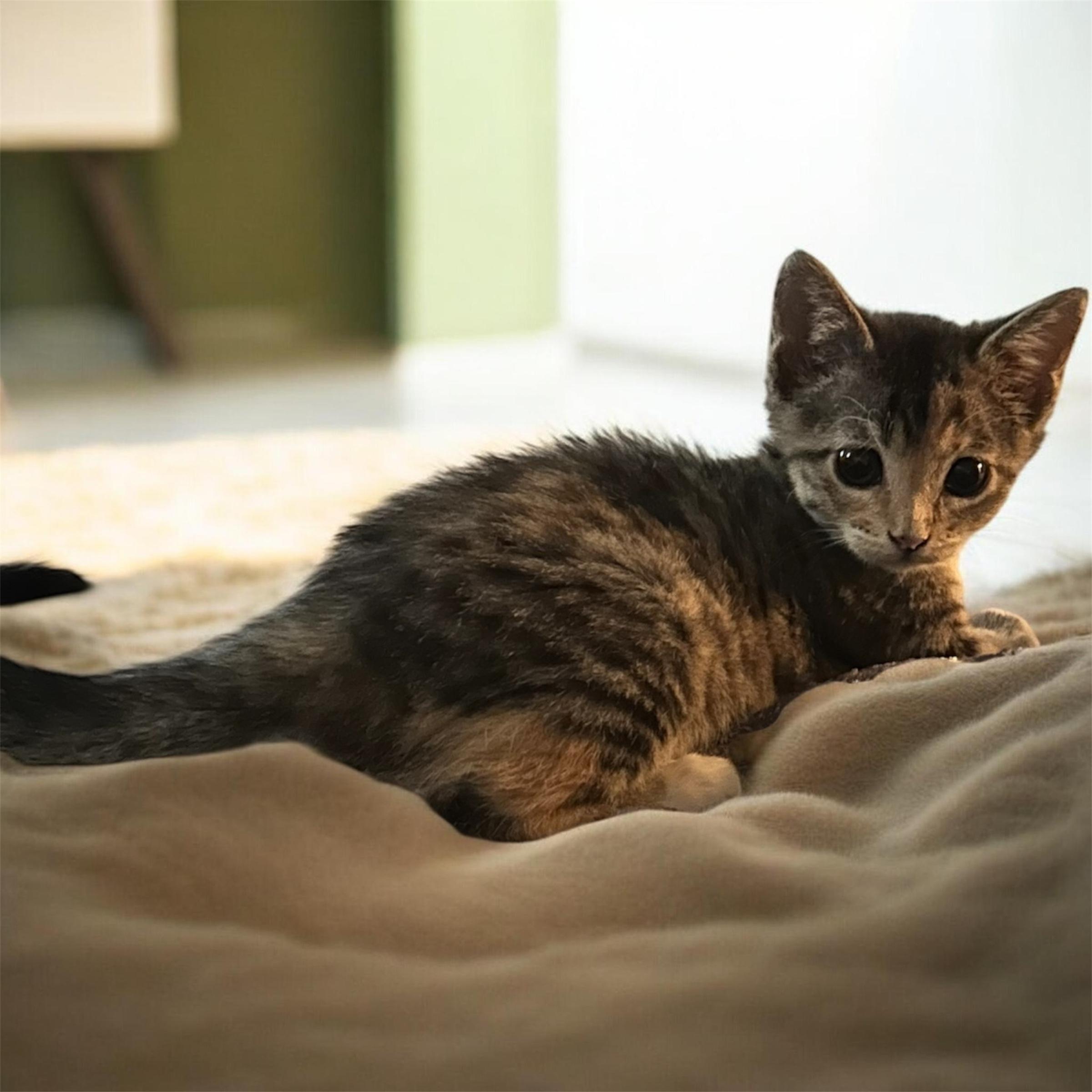 Cali, an adopted Domestic Short Hair in Tulsa, OK image 2/6