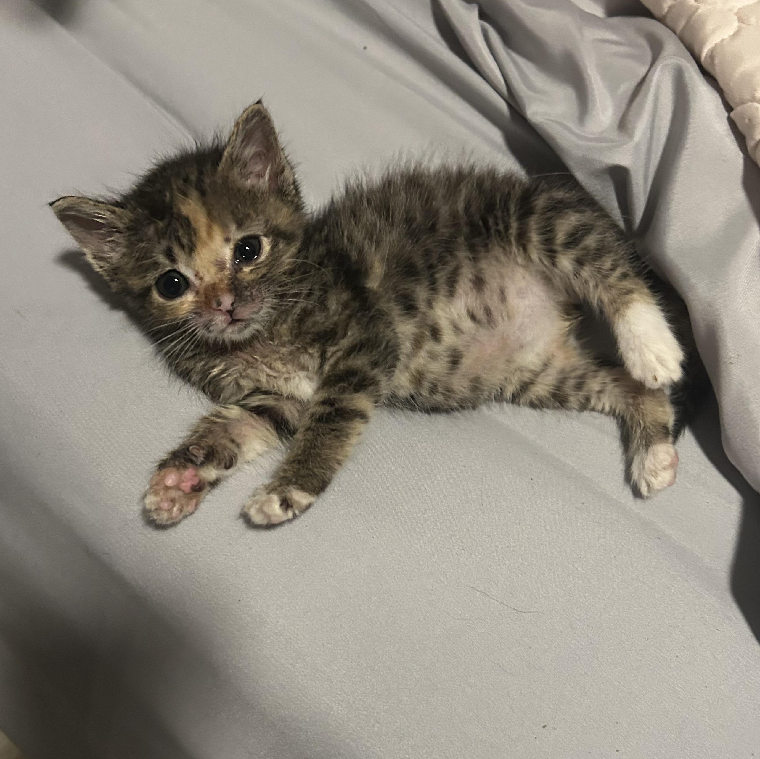 Cali, an adopted Domestic Short Hair in Tulsa, OK image 5/6