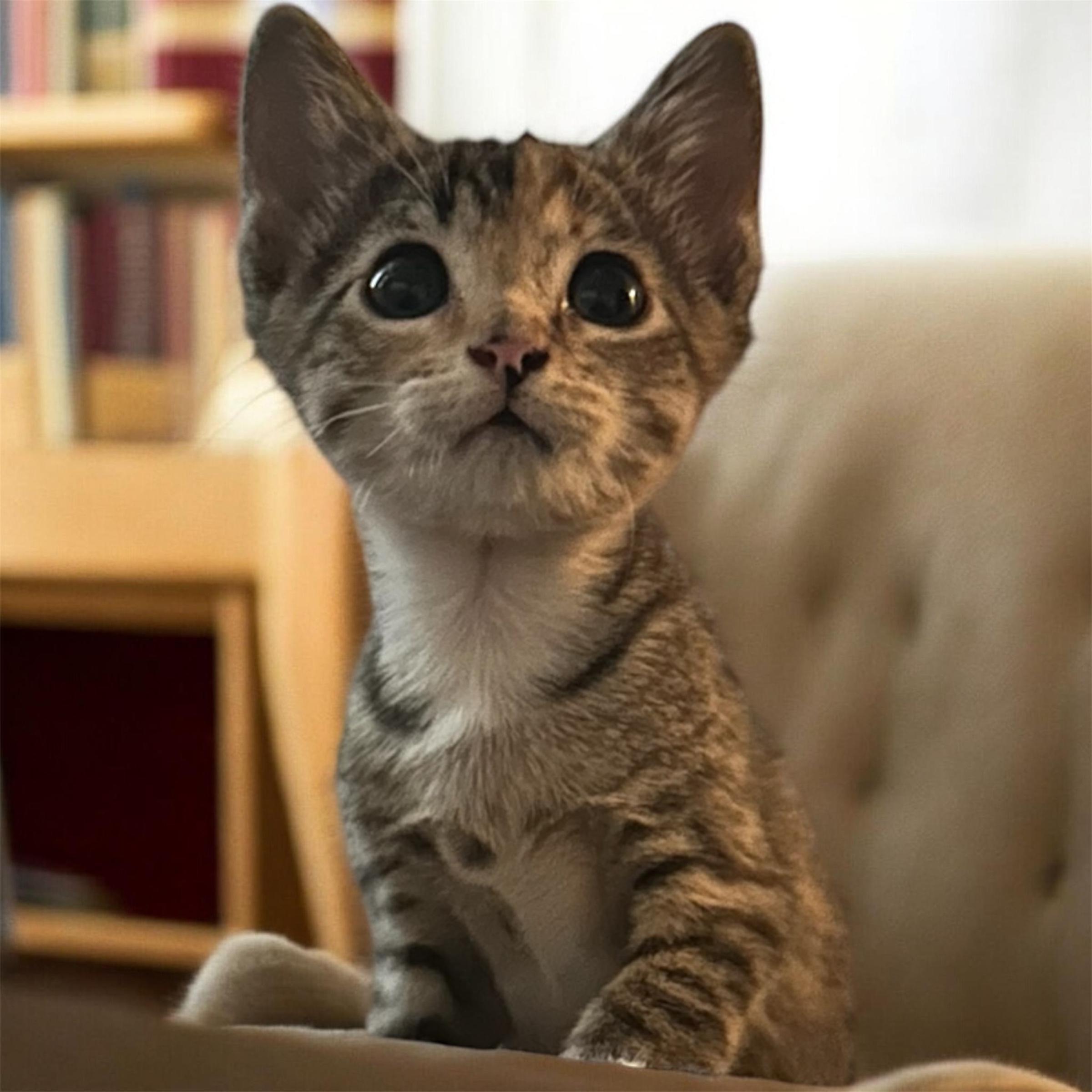 Cali, an adopted Domestic Short Hair in Tulsa, OK image 1/6