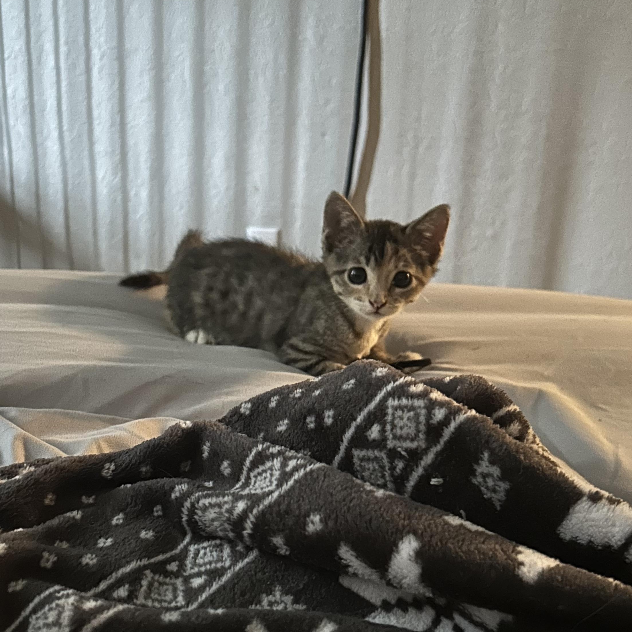 Cali, an adopted Domestic Short Hair in Tulsa, OK image 6/6