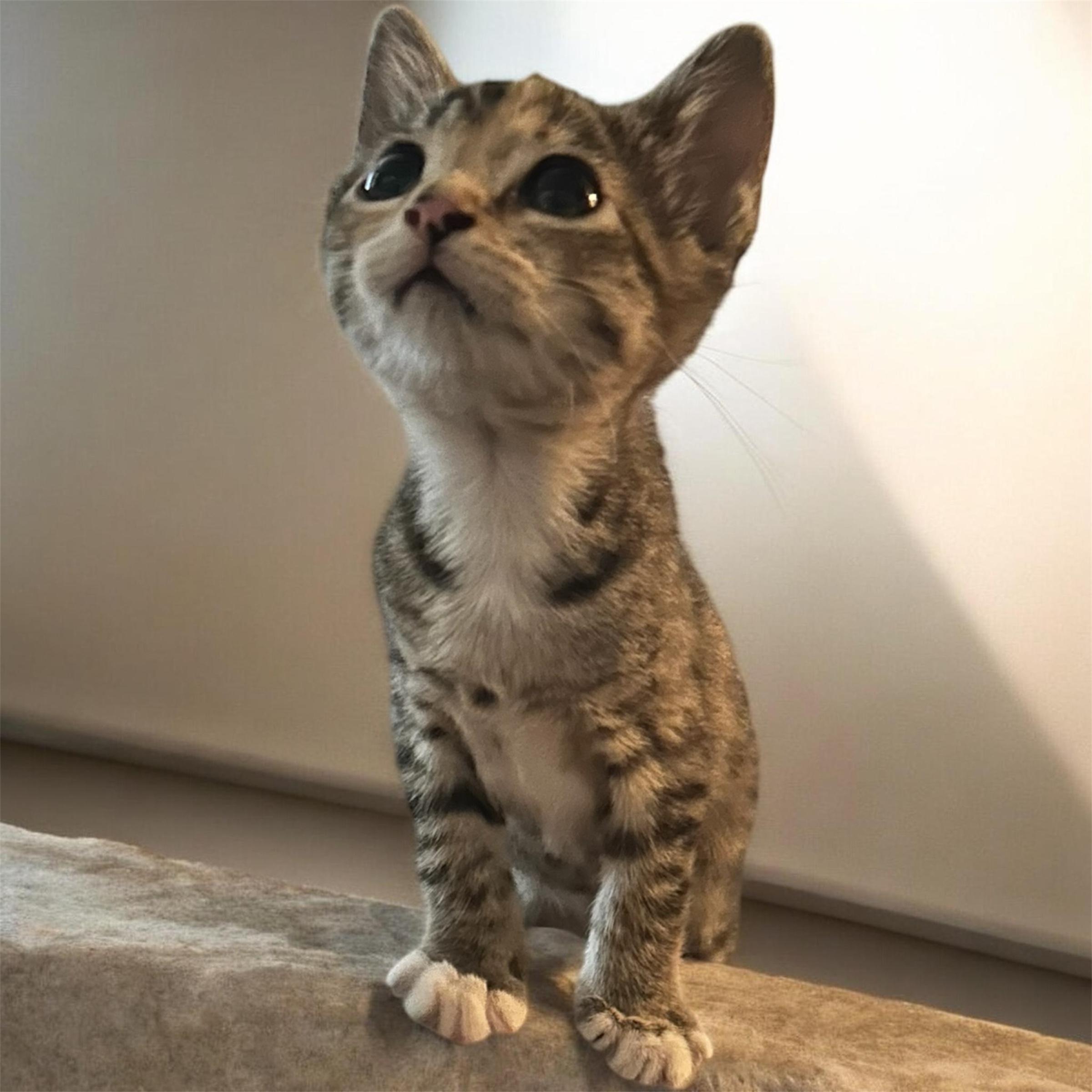 Cali, an adopted Domestic Short Hair in Tulsa, OK image 3/6