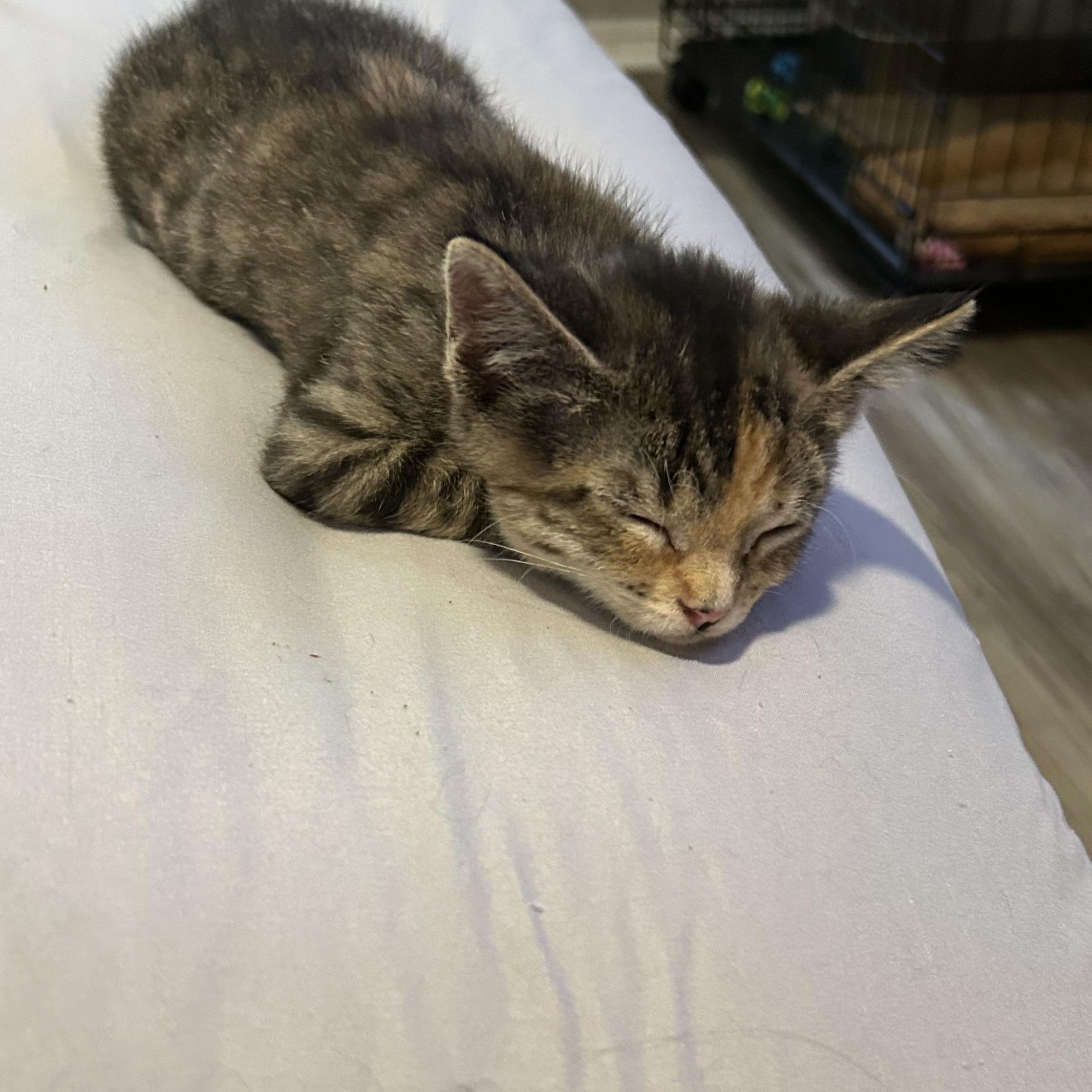 Cali, an adopted Domestic Short Hair in Tulsa, OK image 4/6