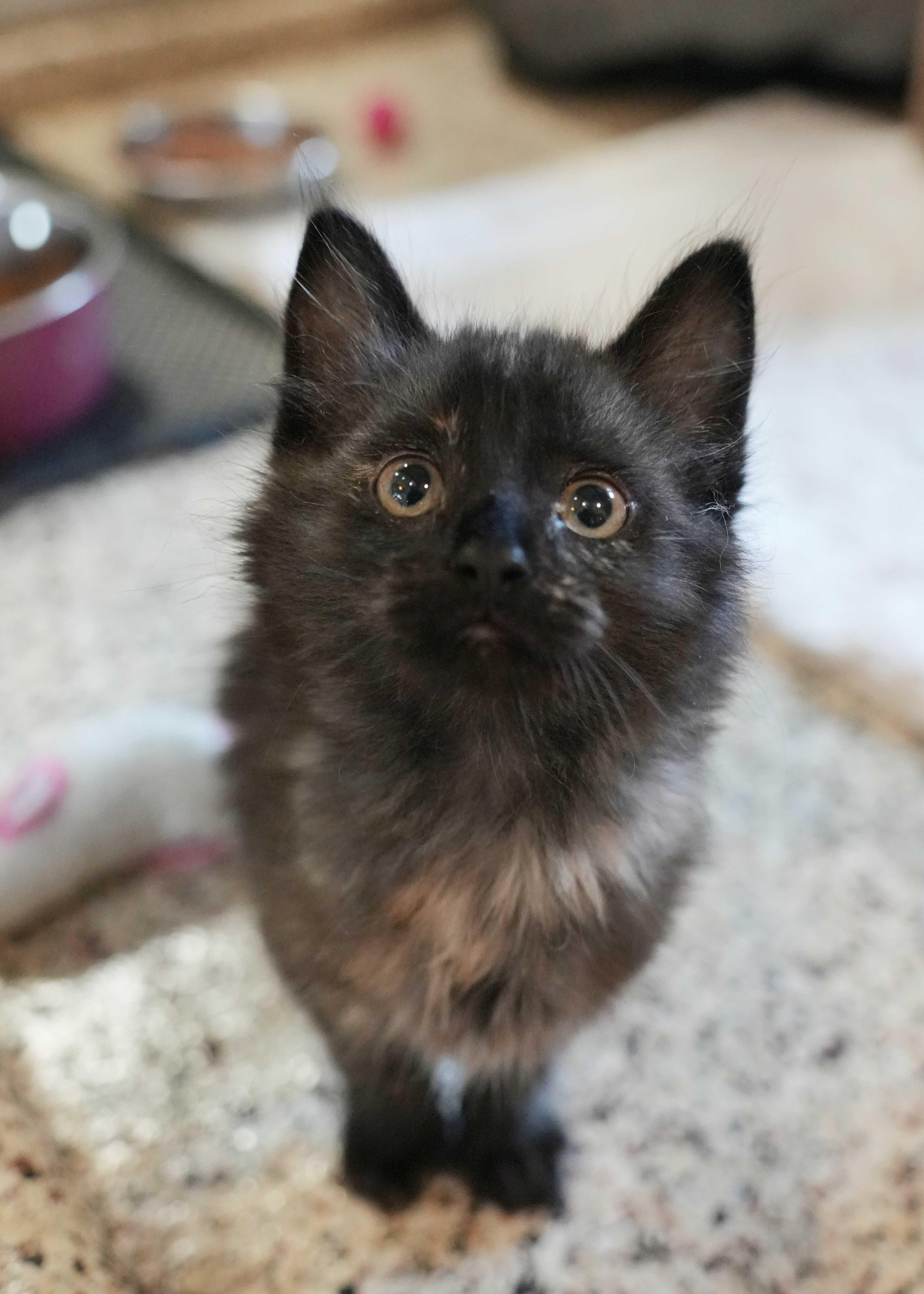 Goldie 62669, adopted, Young Female Manx.