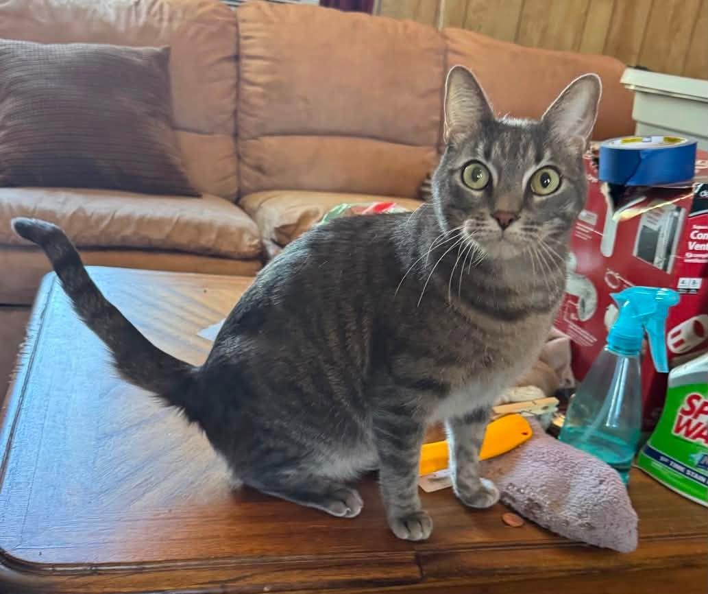 Bobby, adopted, Adult Male Domestic Short Hair.