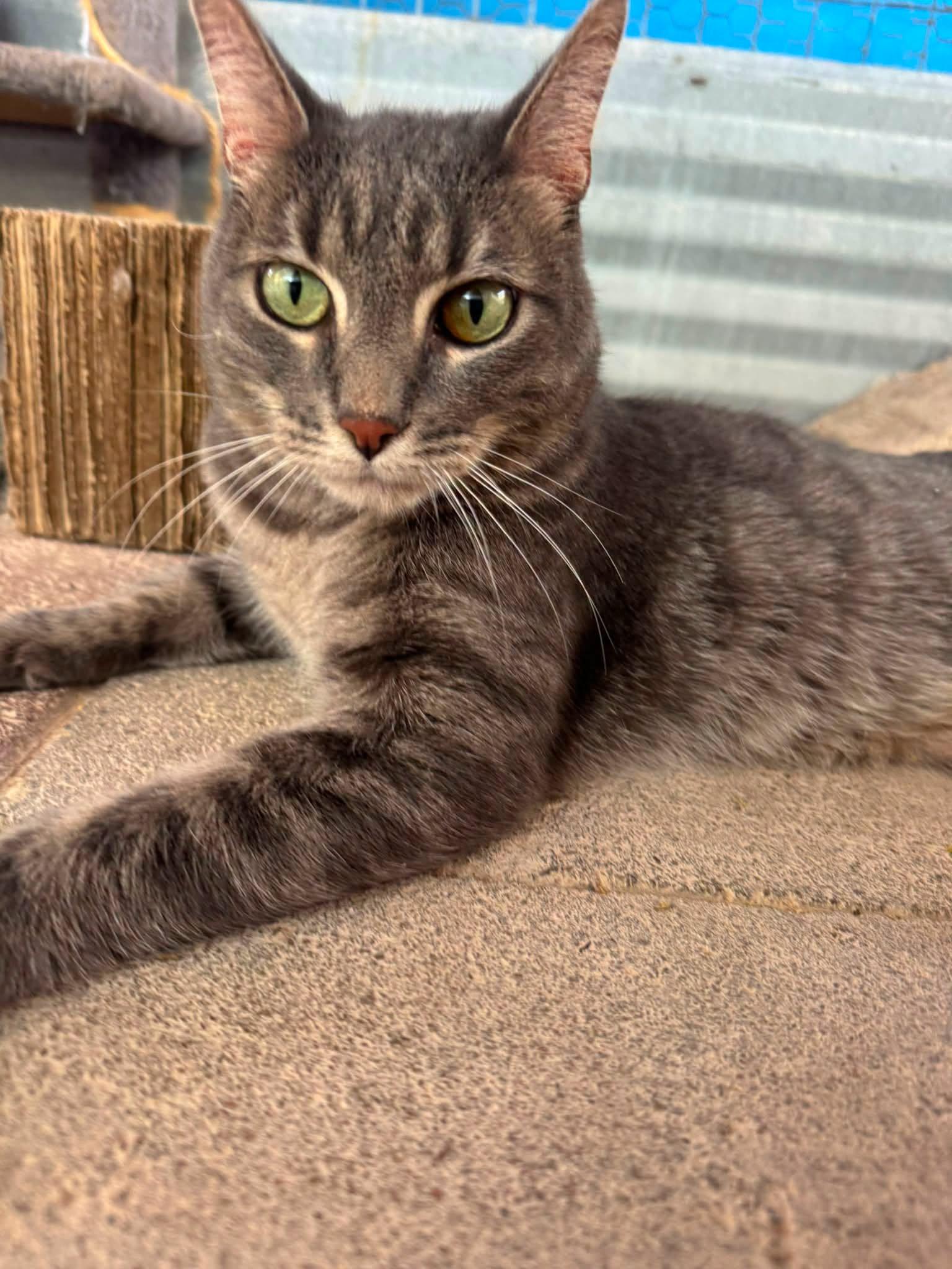 Bobby, an adopted Domestic Short Hair in Williamsburg, NM image 2/3