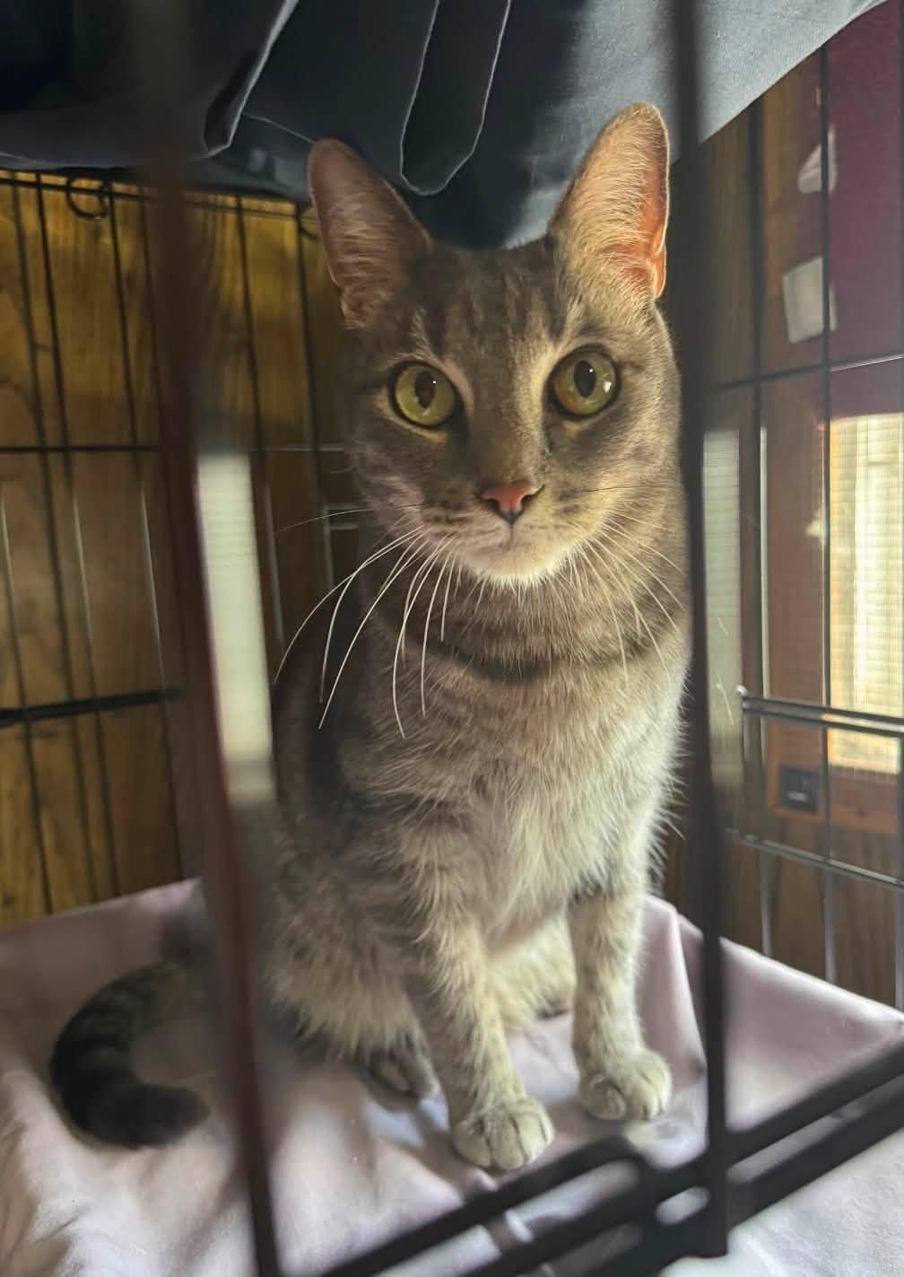 Bobby, an adopted Domestic Short Hair in Williamsburg, NM image 3/3