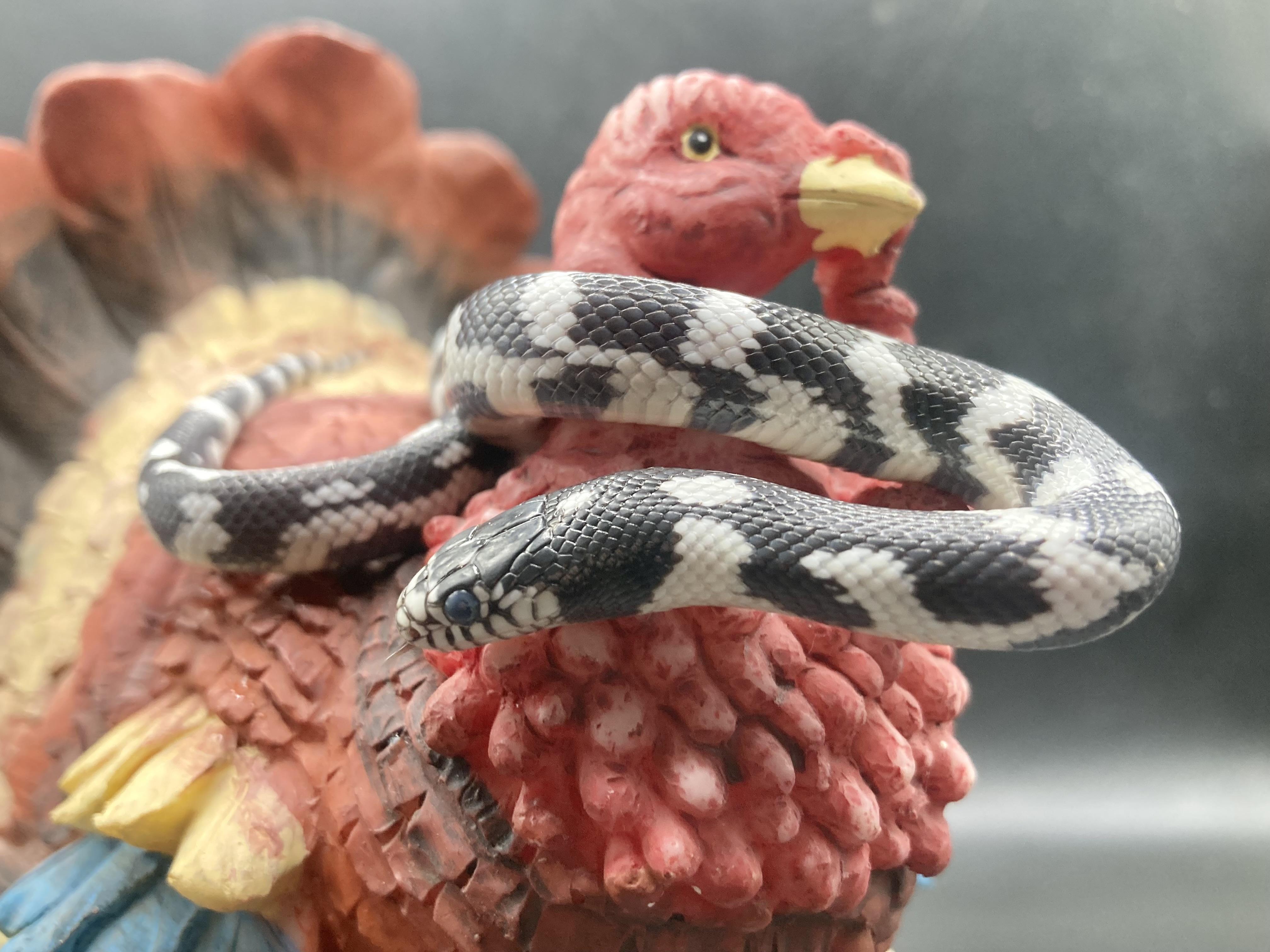 Babygirl, an adopted King / Milk in Palmerton, PA image 2/4