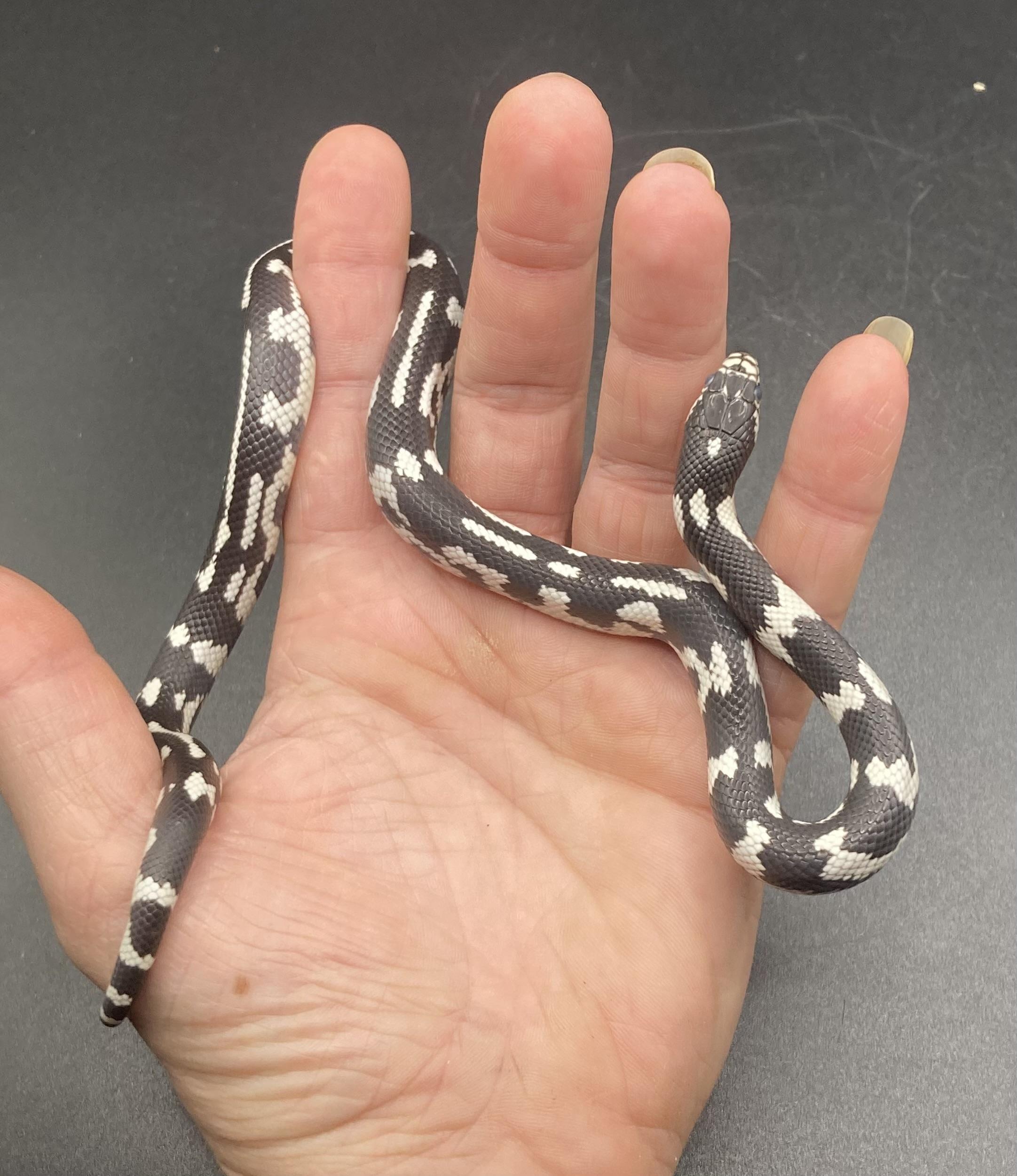 Babygirl, an adopted King / Milk in Palmerton, PA image 3/4