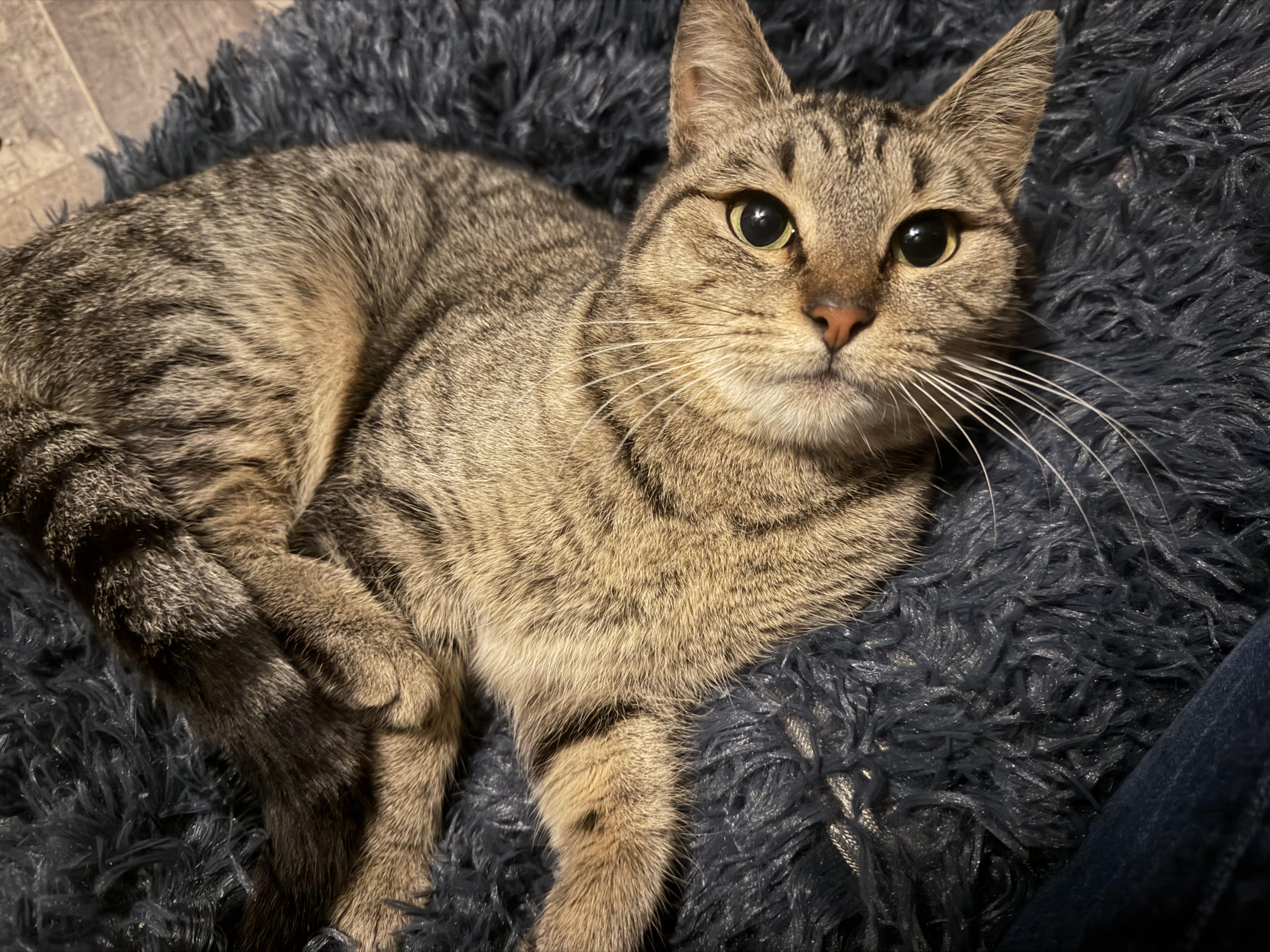 Enlarge Ruby, a Adoptable Domestic Short Hair in Rio Linda, CA image 1/4