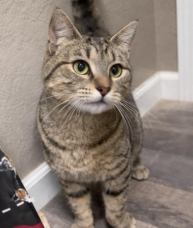 Enlarge Ruby, a Adopted Domestic Short Hair in Rio Linda, CA image 1/3