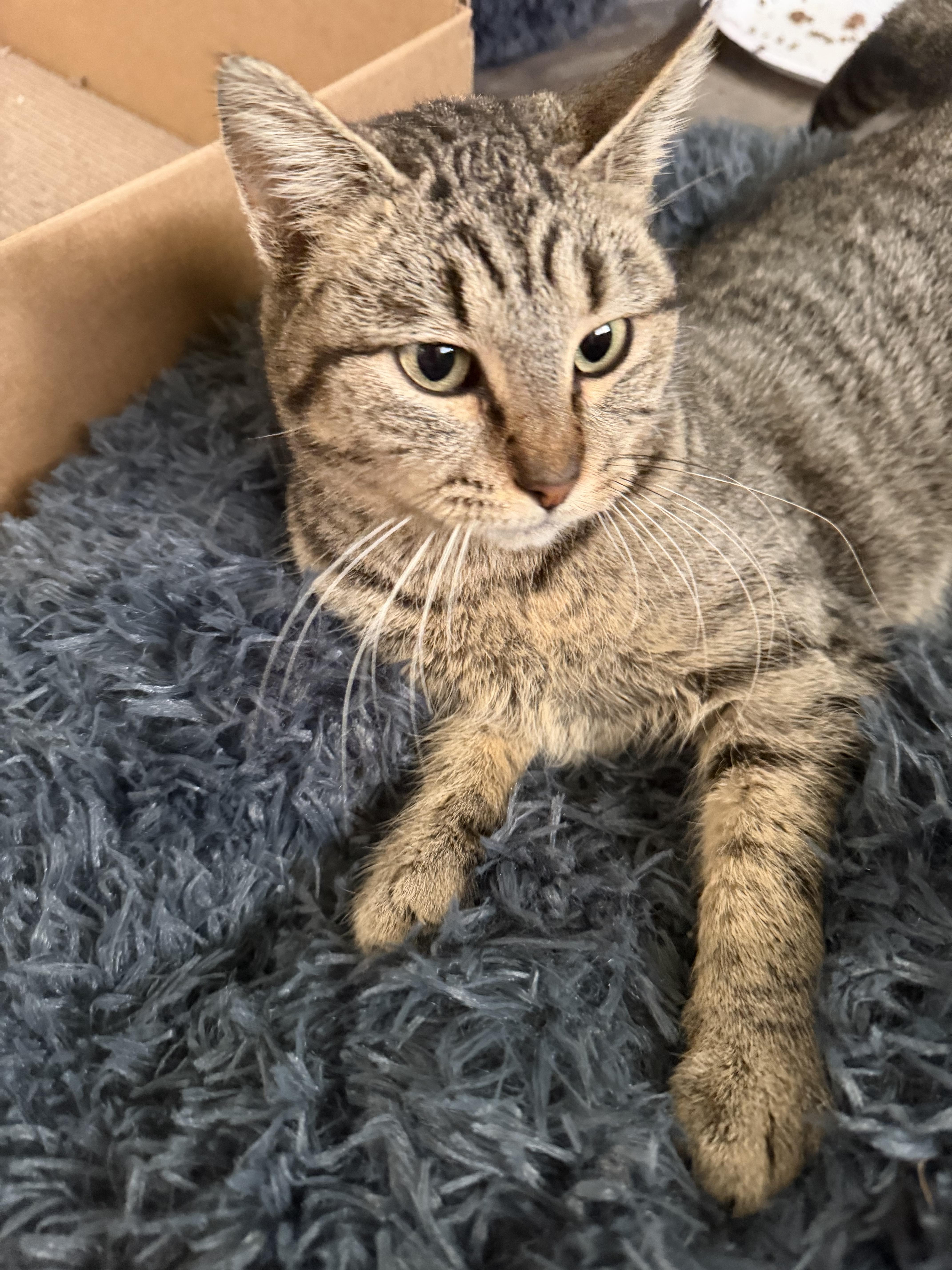 Enlarge Ruby, a Adoptable Domestic Short Hair in Rio Linda, CA image 2/4