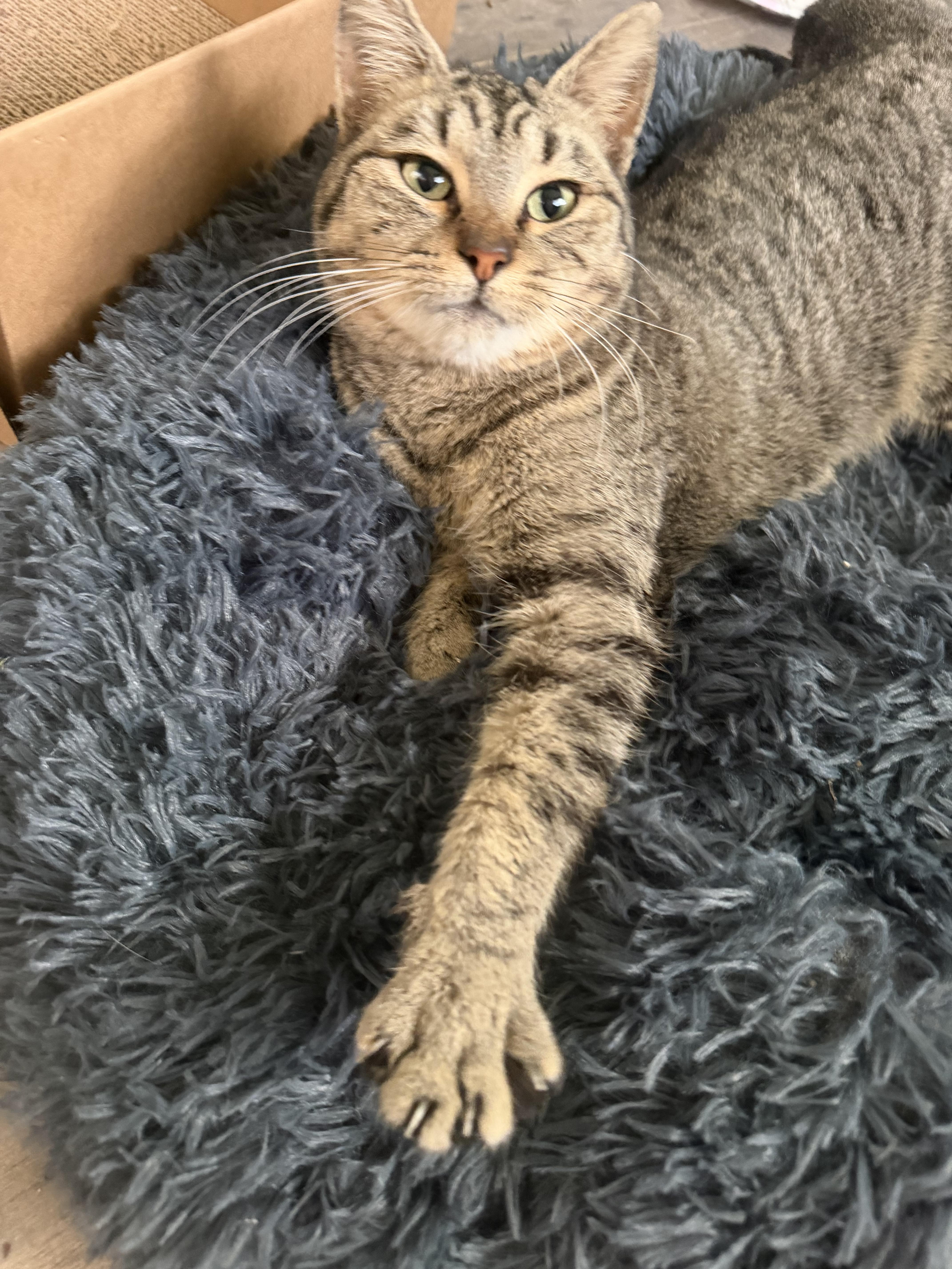 Enlarge Ruby, a Adoptable Domestic Short Hair in Rio Linda, CA image 3/4