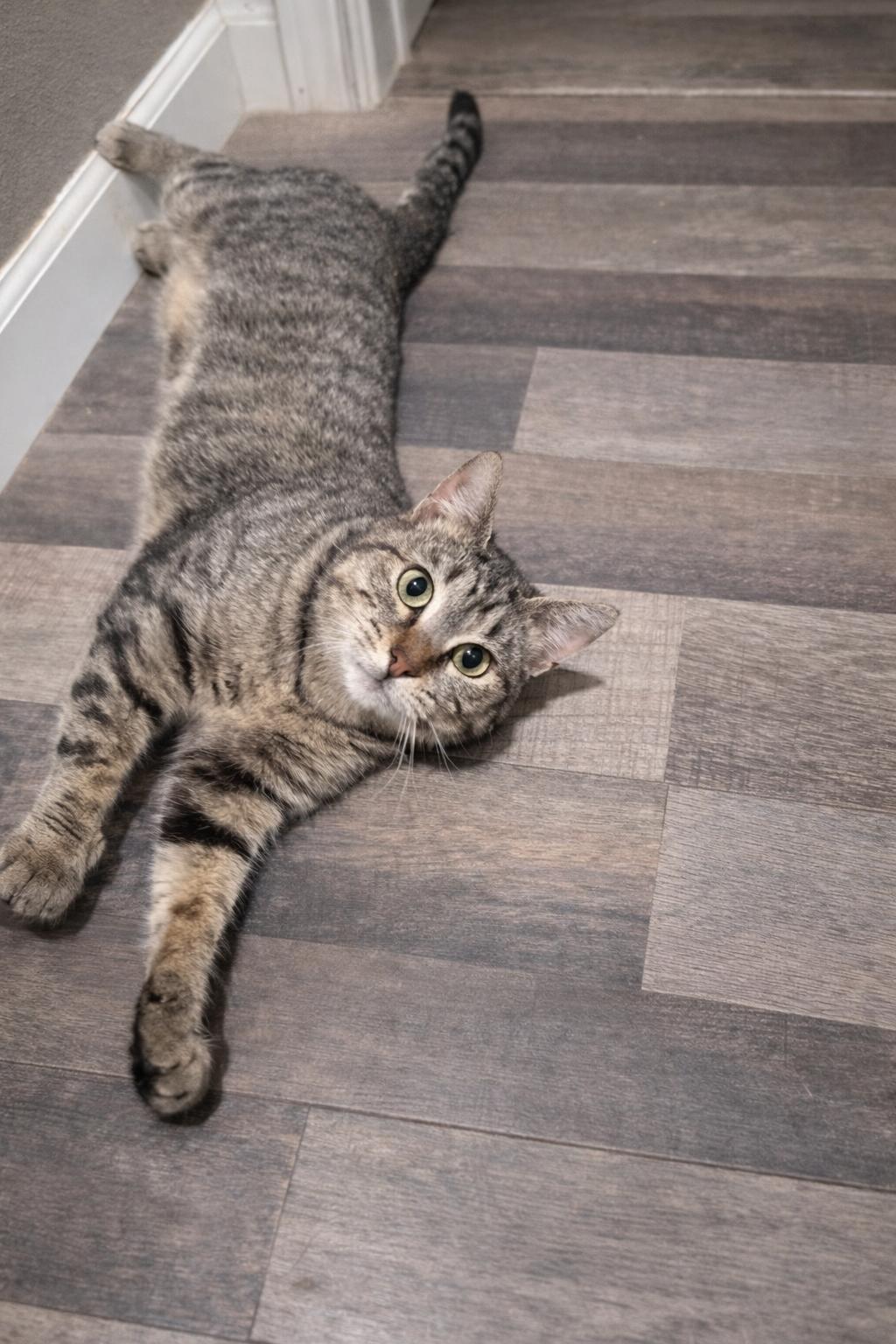 Enlarge Ruby, a Adopted Domestic Short Hair in Rio Linda, CA image 2/3