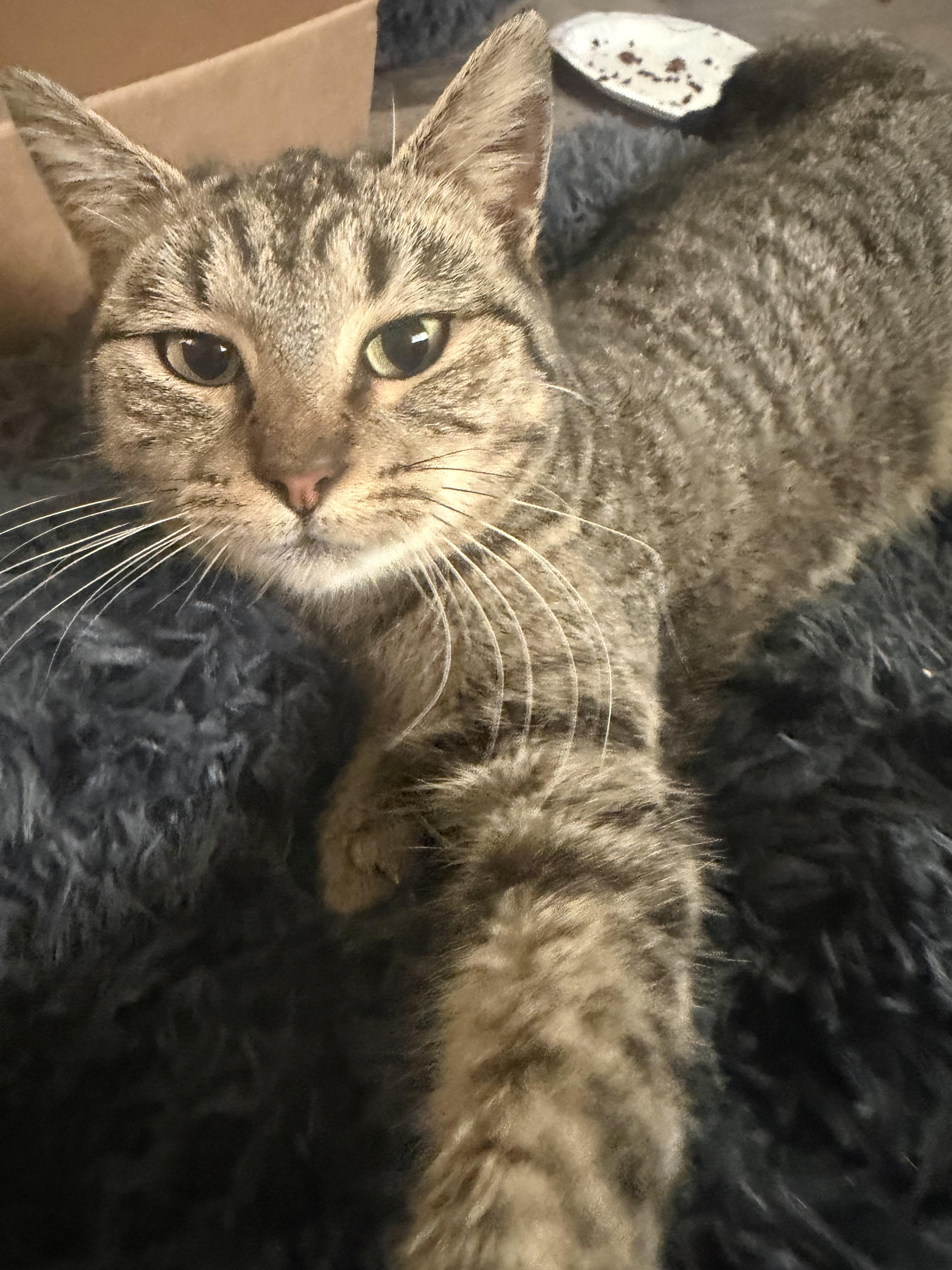 Enlarge Ruby, a Adoptable Domestic Short Hair in Rio Linda, CA image 4/4