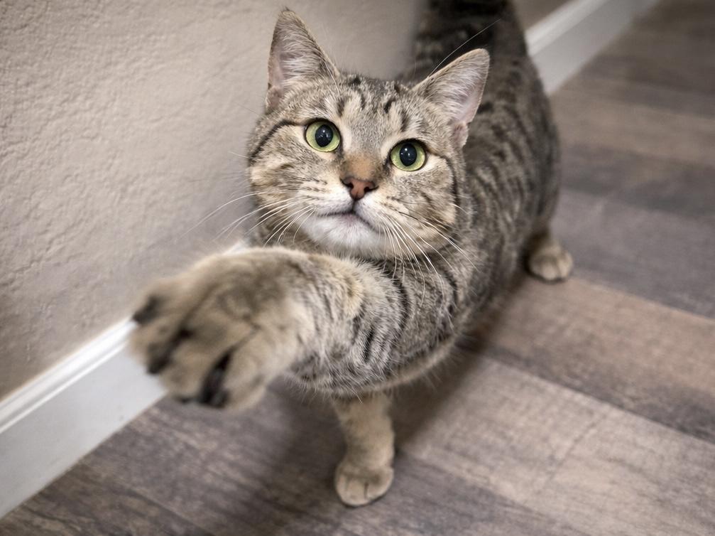 Enlarge Ruby, a Adopted Domestic Short Hair in Rio Linda, CA image 3/3