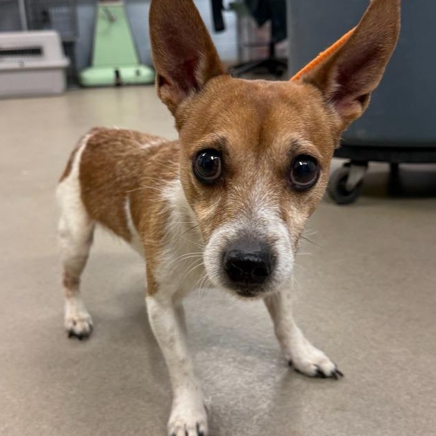 Jack, an adoptable mixed breed in Severn, MD image 6/6