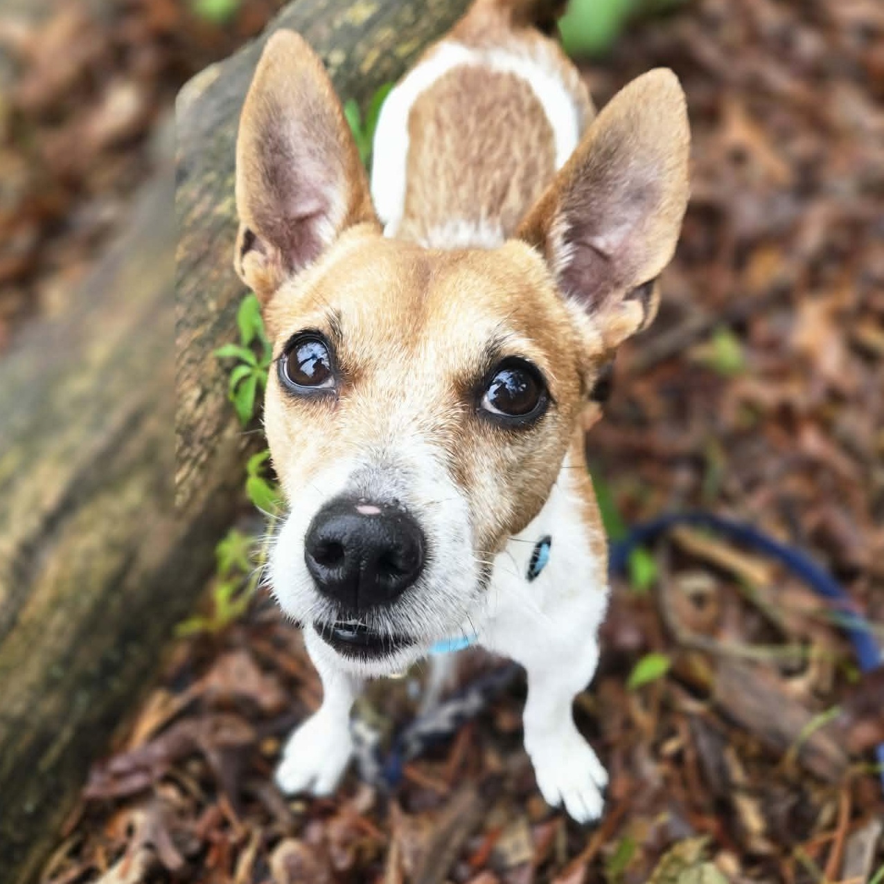 Jack, adoptable, Adult Male Jack Russell Terrier.